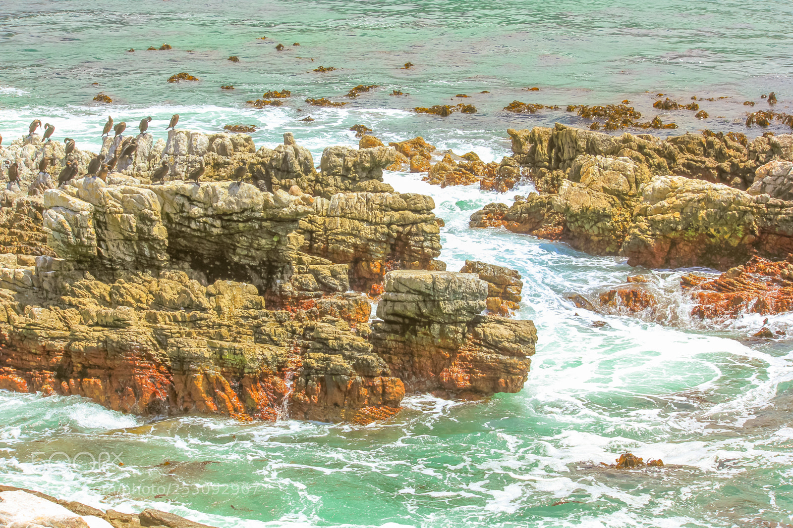 Canon EOS 550D (EOS Rebel T2i / EOS Kiss X4) sample photo. Cormorants at stony point photography