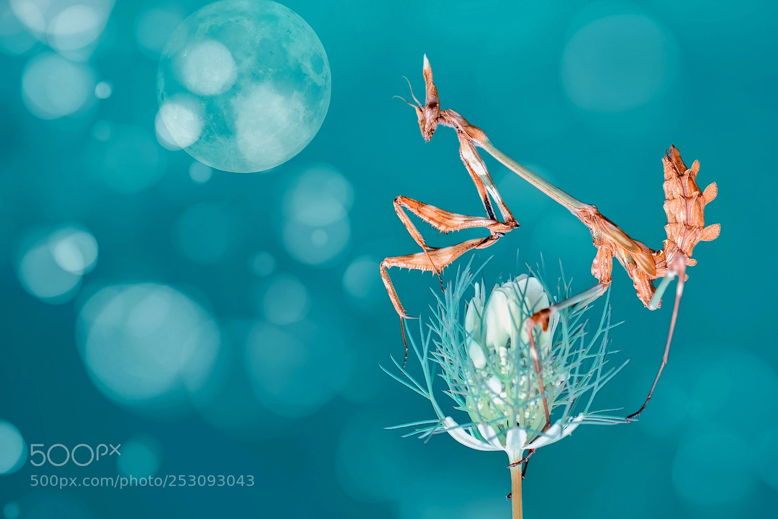Nikon D7100 sample photo. Alien photography