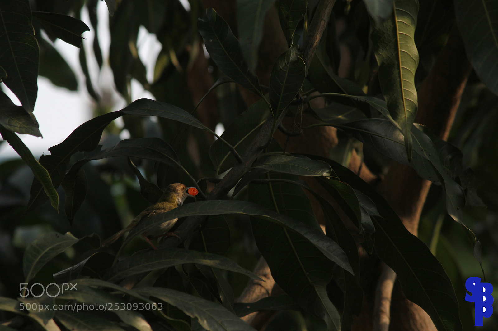 Canon EOS 60D sample photo. Tailor bird photography