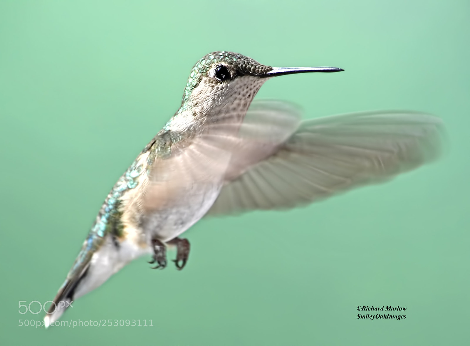 Nikon D5000 sample photo. Hummingbird photography