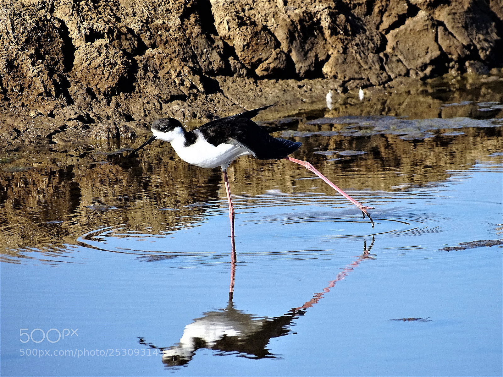 Sony Cyber-shot DSC-HX400V sample photo. Black necked stilt photography