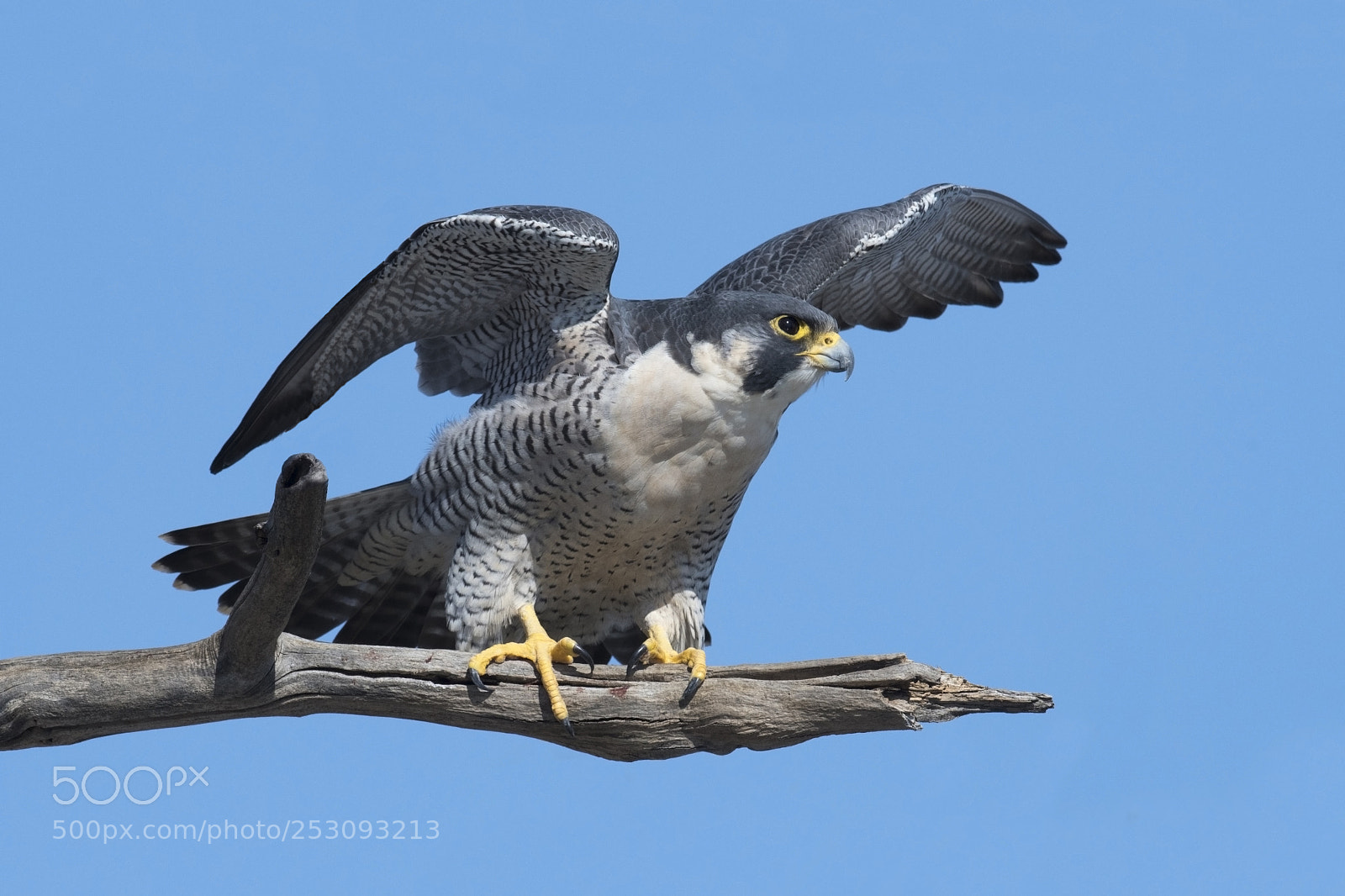 Nikon D500 sample photo. Faucon pe lerin peregrine photography