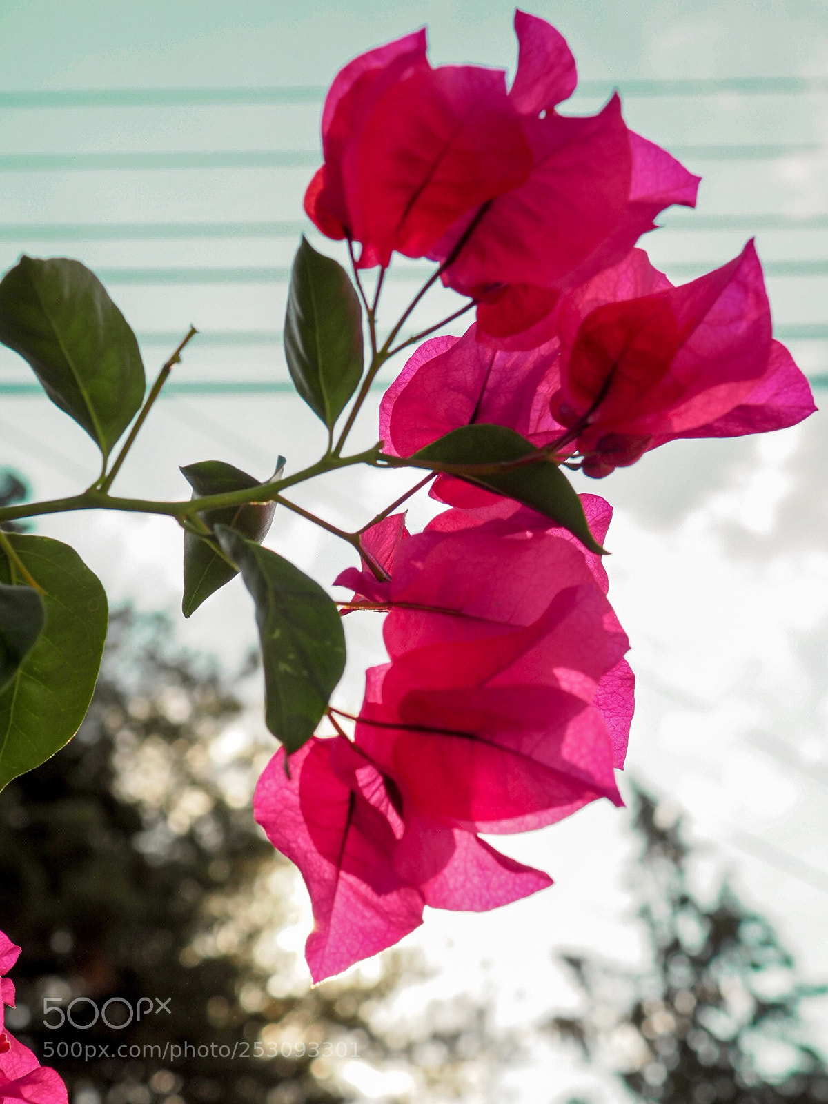 Olympus OM-D E-M5 II sample photo. La bugambilia  photography