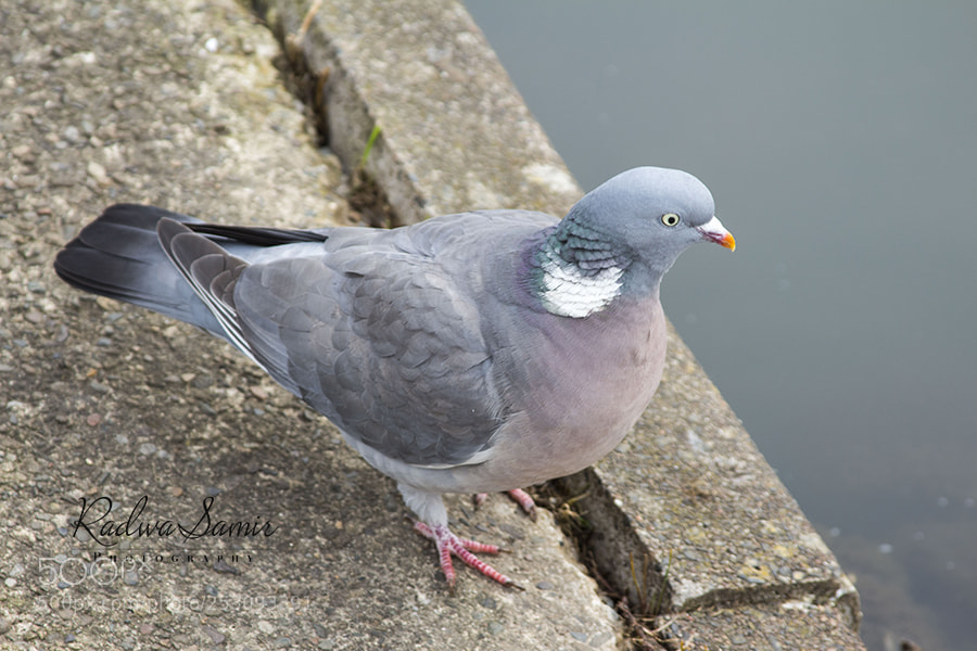 Canon EOS 700D (EOS Rebel T5i / EOS Kiss X7i) sample photo. Pigeon photography
