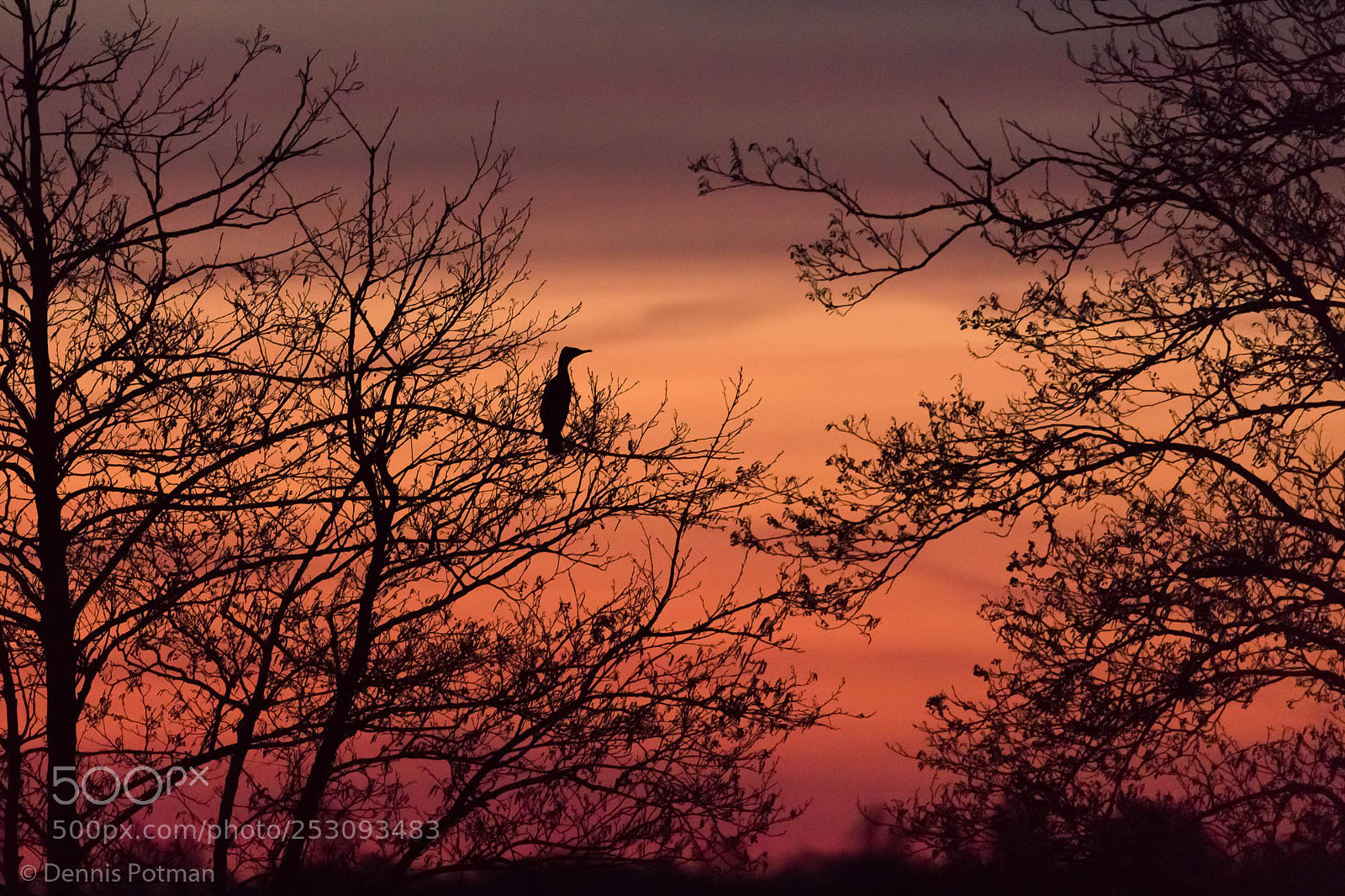 Canon EOS 6D Mark II sample photo. Great cormorant photography
