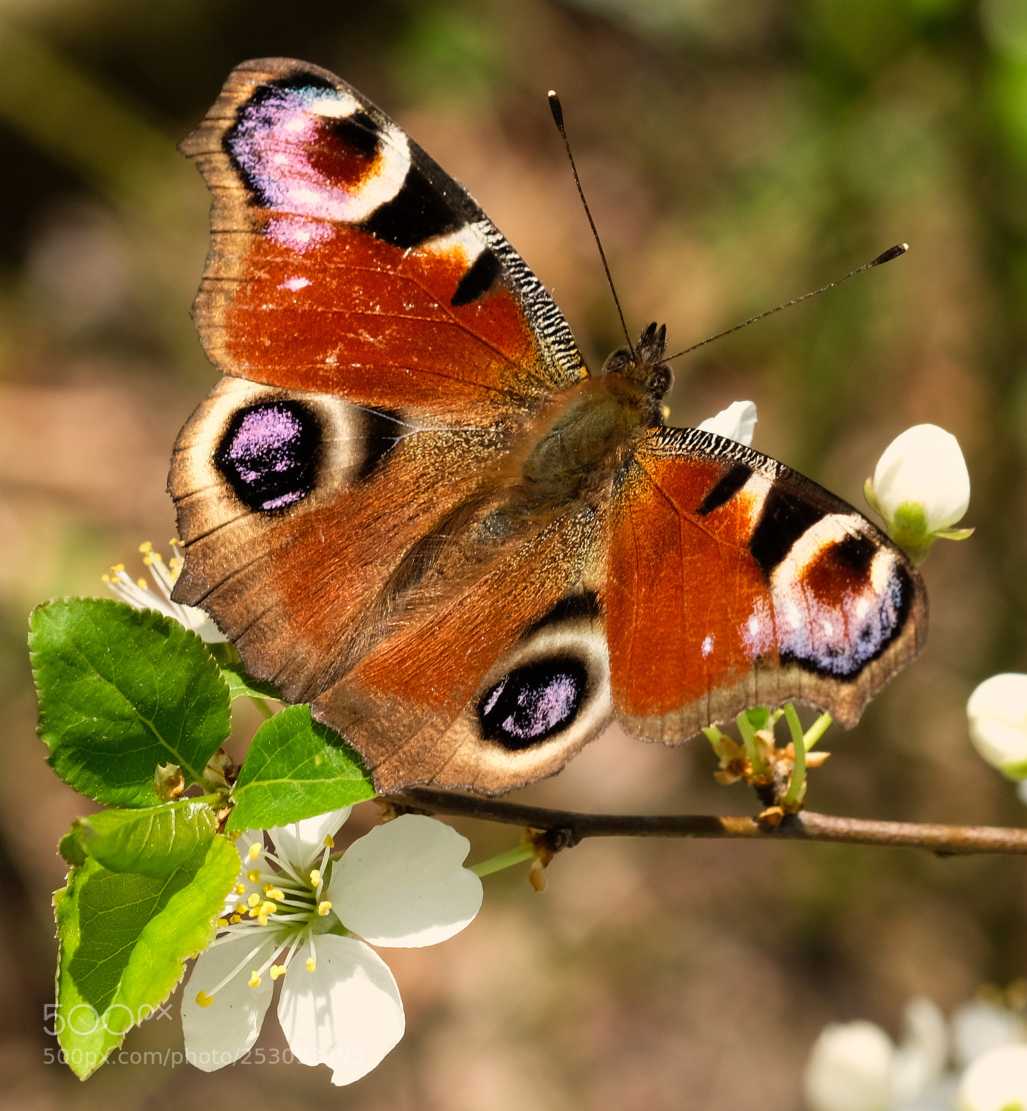 Fujifilm X-T2 sample photo. Peacock butterfly photography