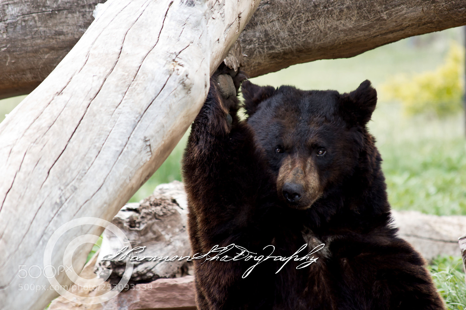 Canon EOS 60D sample photo. I see you photography