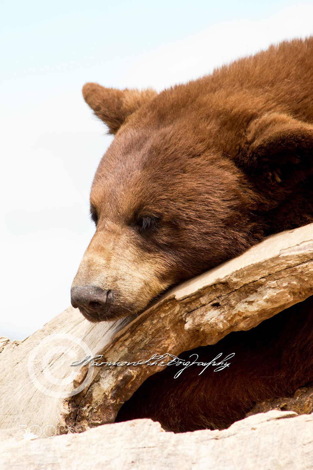 Canon EOS 60D sample photo. Sleepy brown bear photography