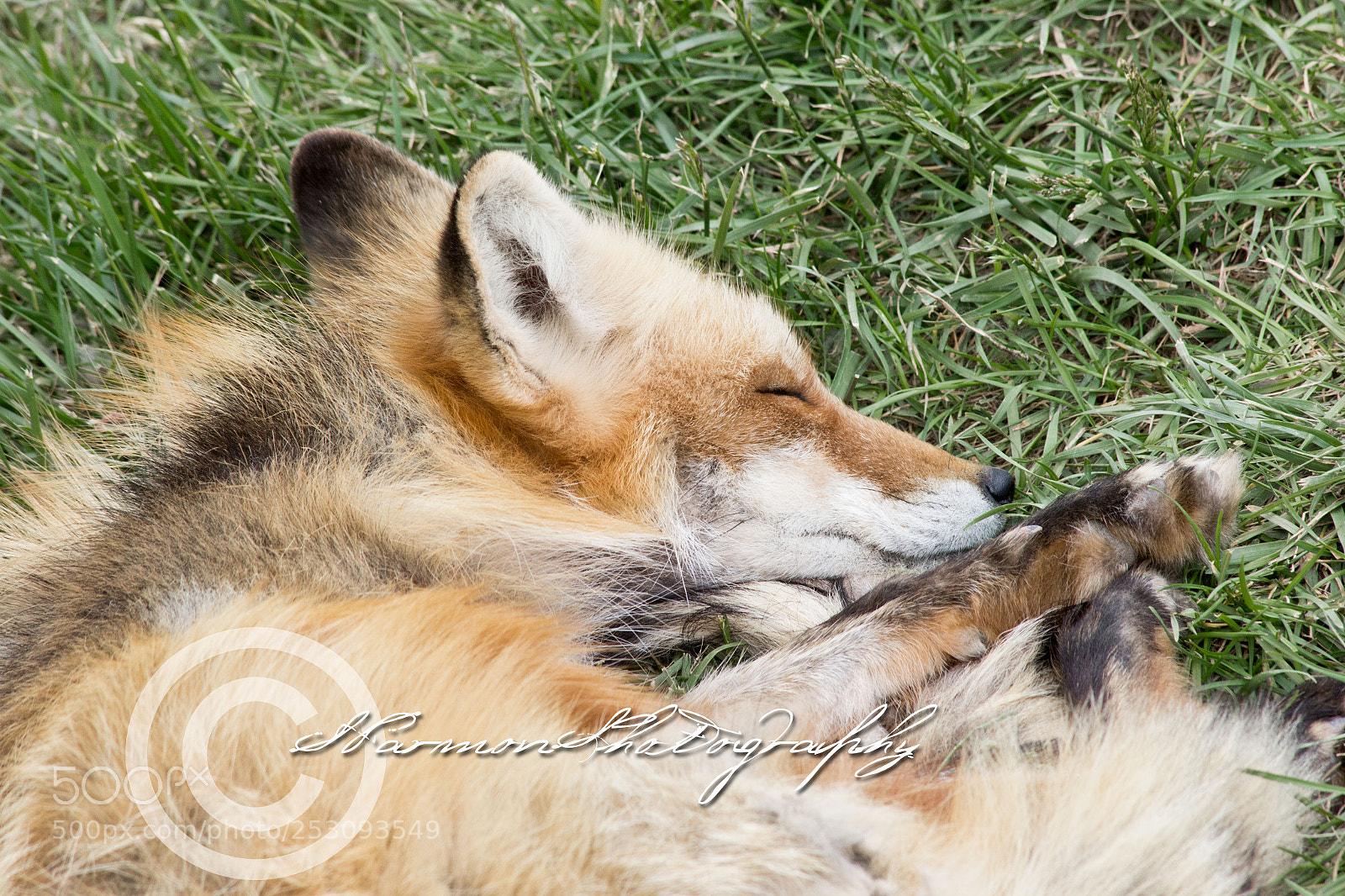 Canon EOS 60D sample photo. Red fox napping photography