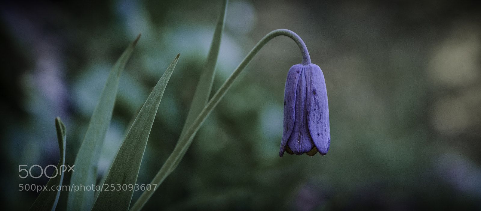 Nikon D7000 sample photo. Tulip photography