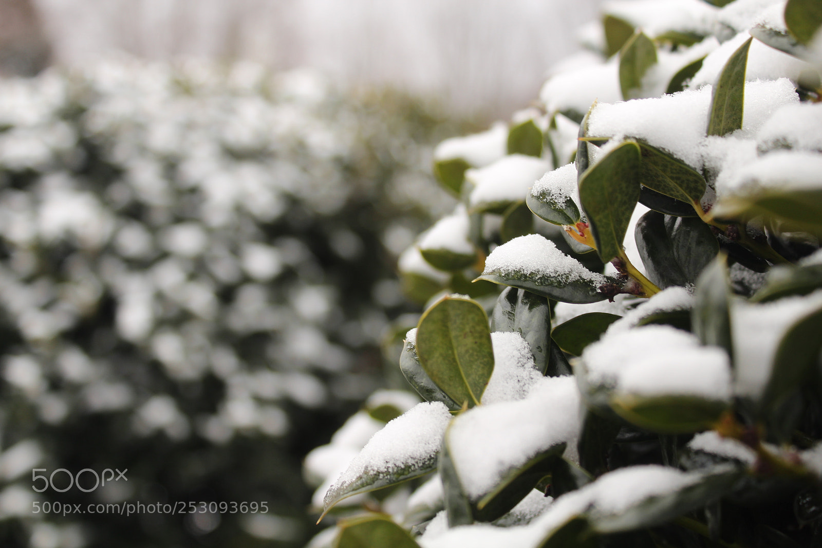 Canon EOS 1300D (EOS Rebel T6 / EOS Kiss X80) sample photo. Leafy snow. photography
