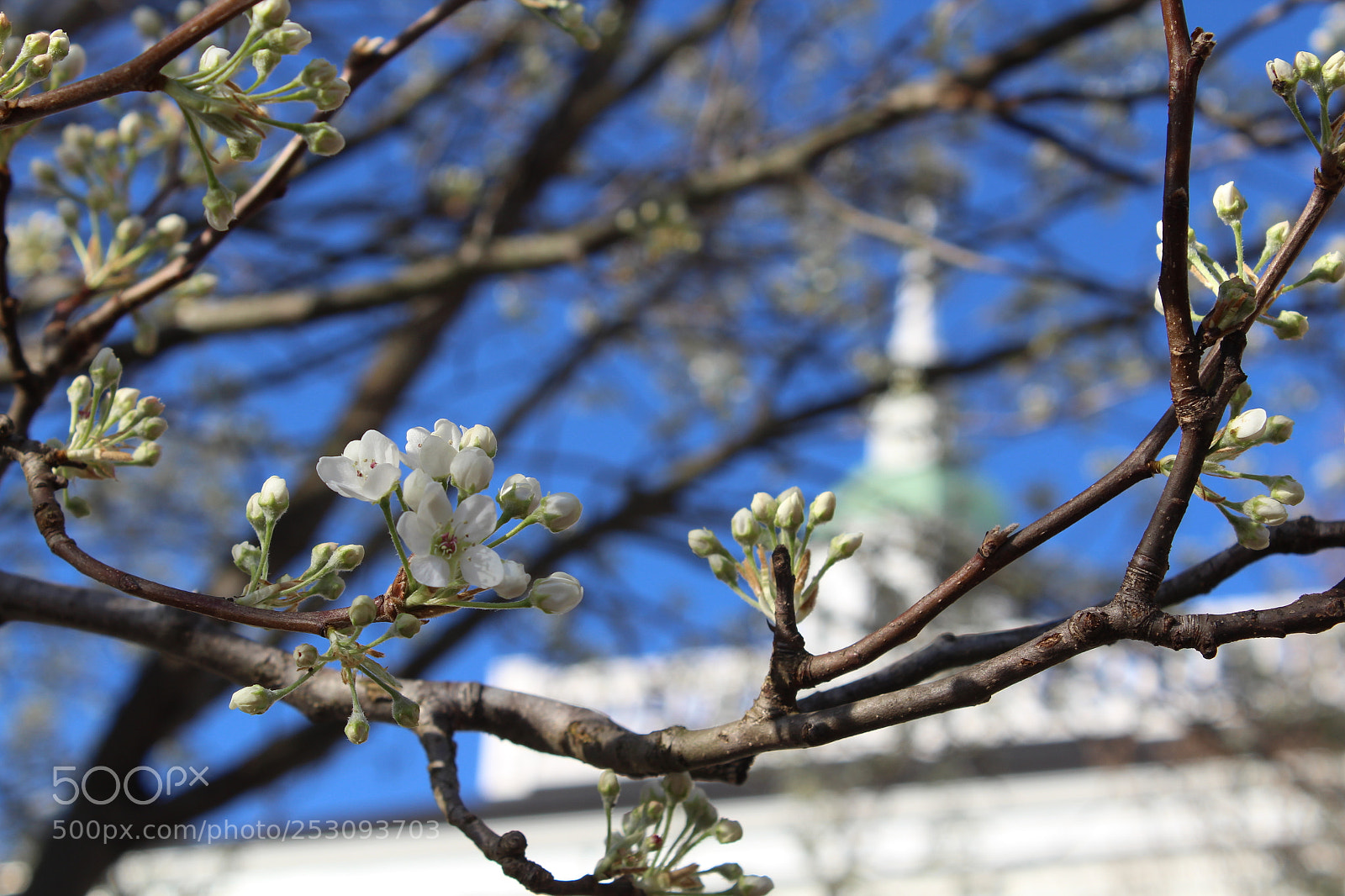 Canon EOS 1300D (EOS Rebel T6 / EOS Kiss X80) sample photo. Spring is a blooming. photography