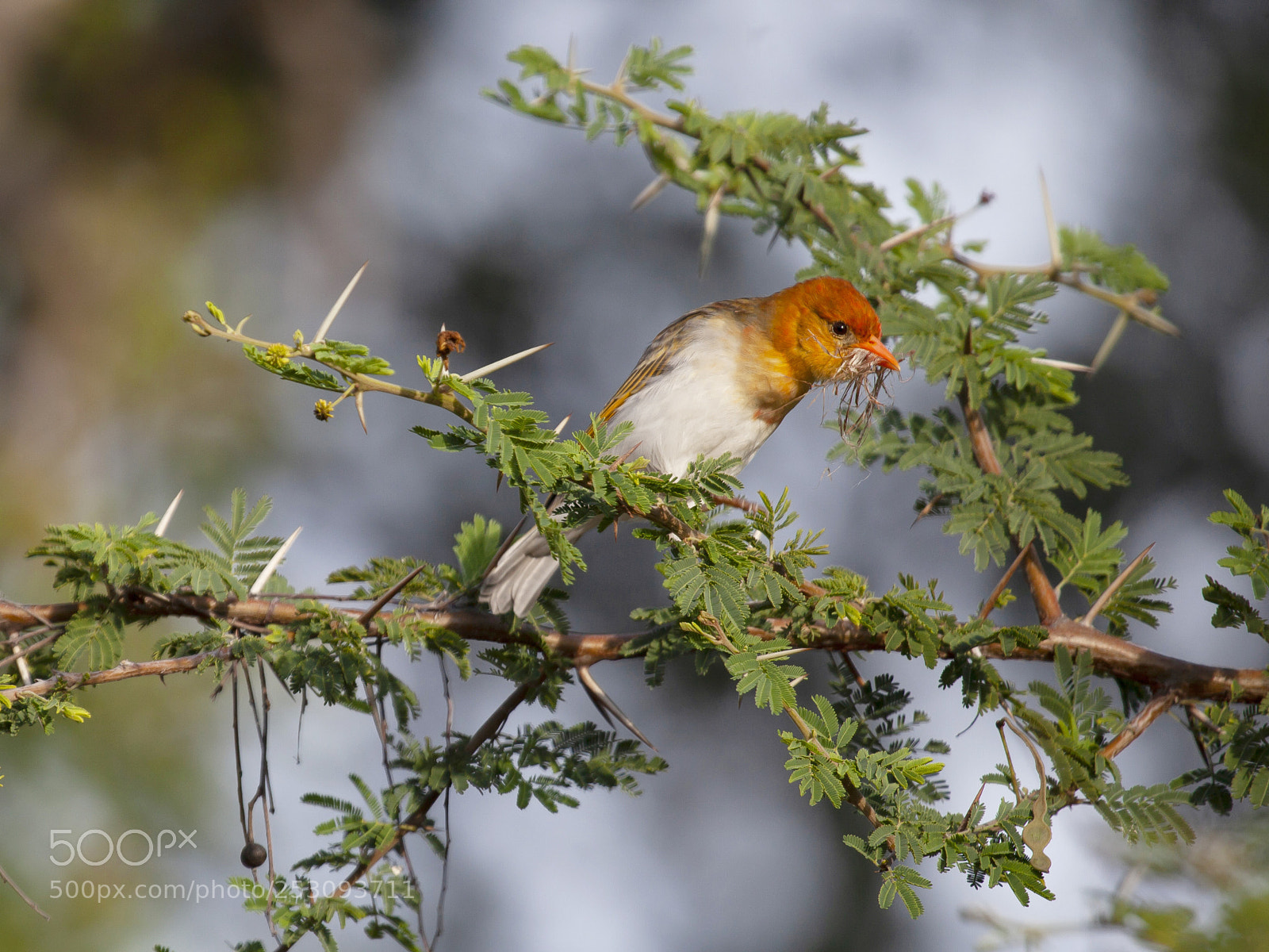 Canon EOS 5D Mark II sample photo. Weaver on the tree photography