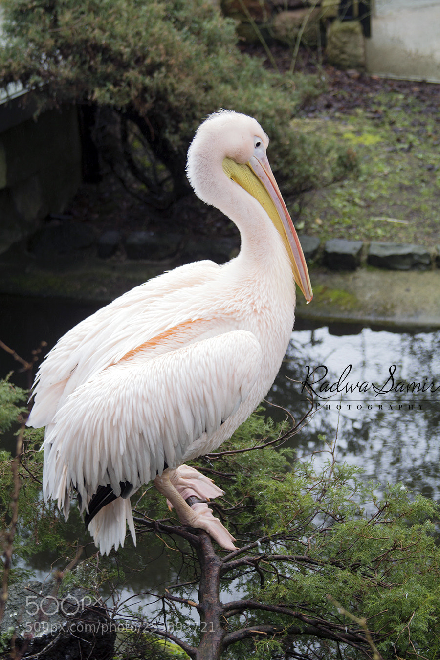 Canon EOS 700D (EOS Rebel T5i / EOS Kiss X7i) sample photo. Swan photography
