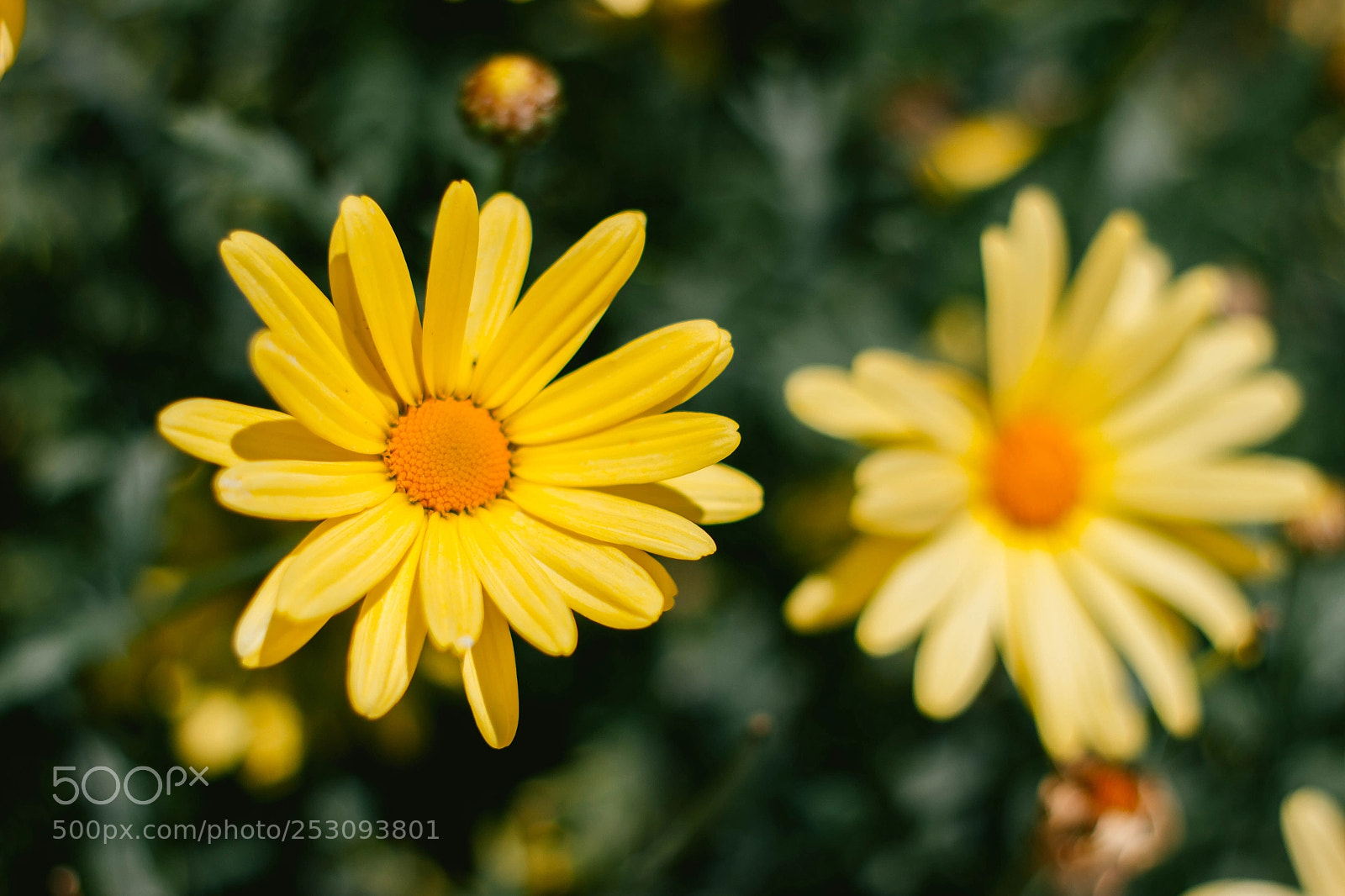 Canon EOS 600D (Rebel EOS T3i / EOS Kiss X5) sample photo. Muruhuay - tarma photography