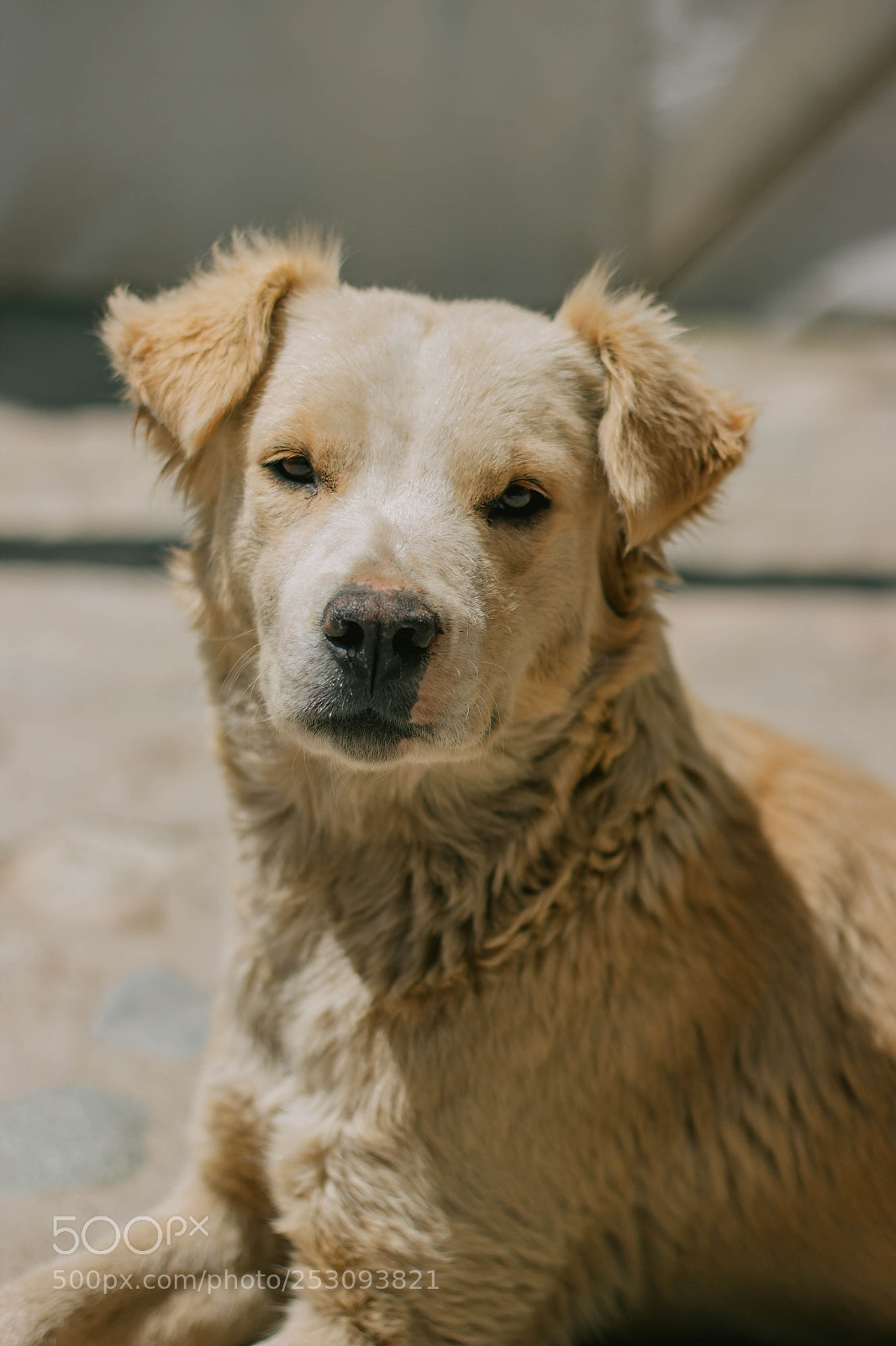 Canon EOS 600D (Rebel EOS T3i / EOS Kiss X5) sample photo. Perrito muruhuay photography