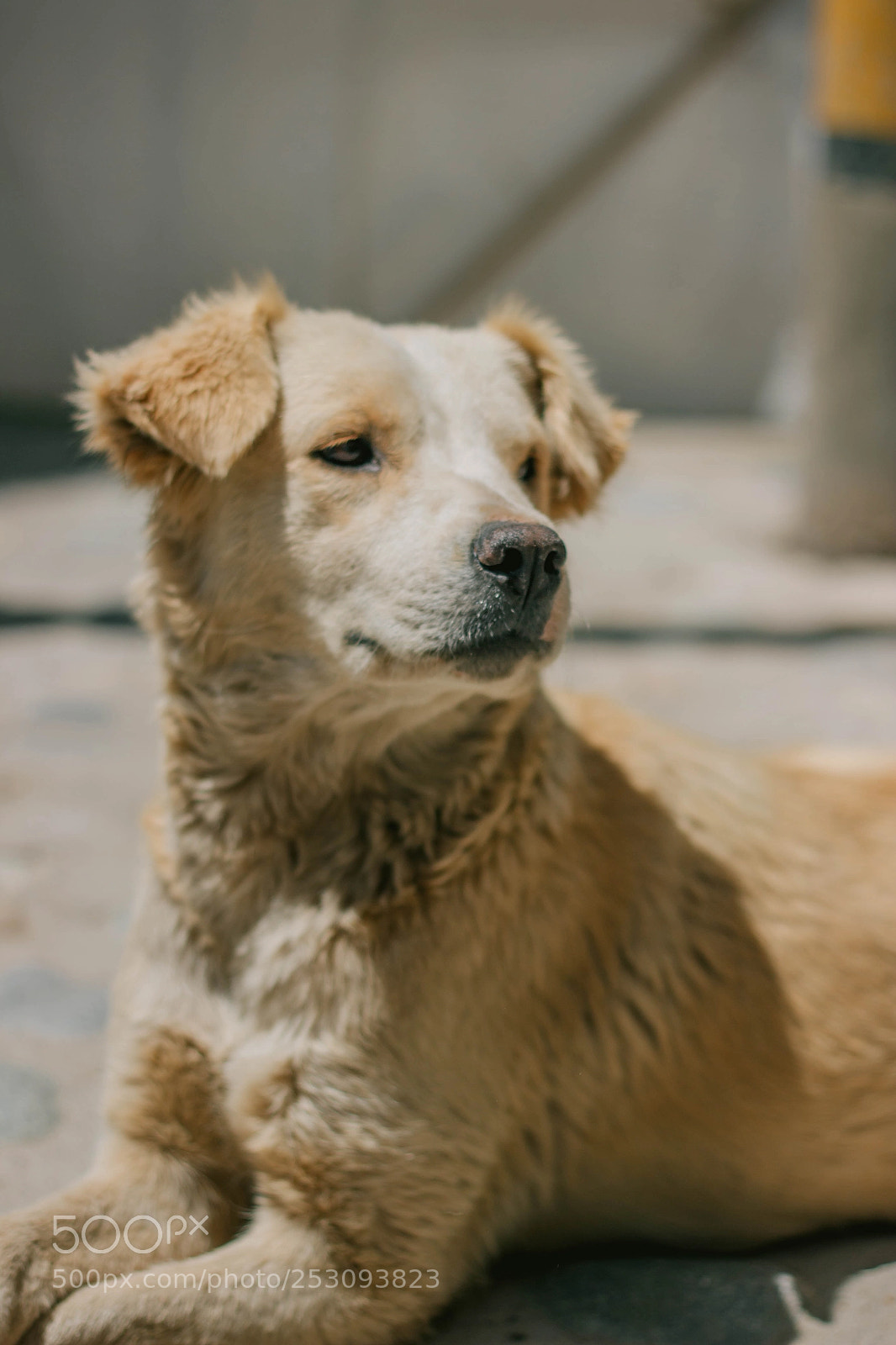 Canon EOS 600D (Rebel EOS T3i / EOS Kiss X5) sample photo. Perrito muruhuay2 photography