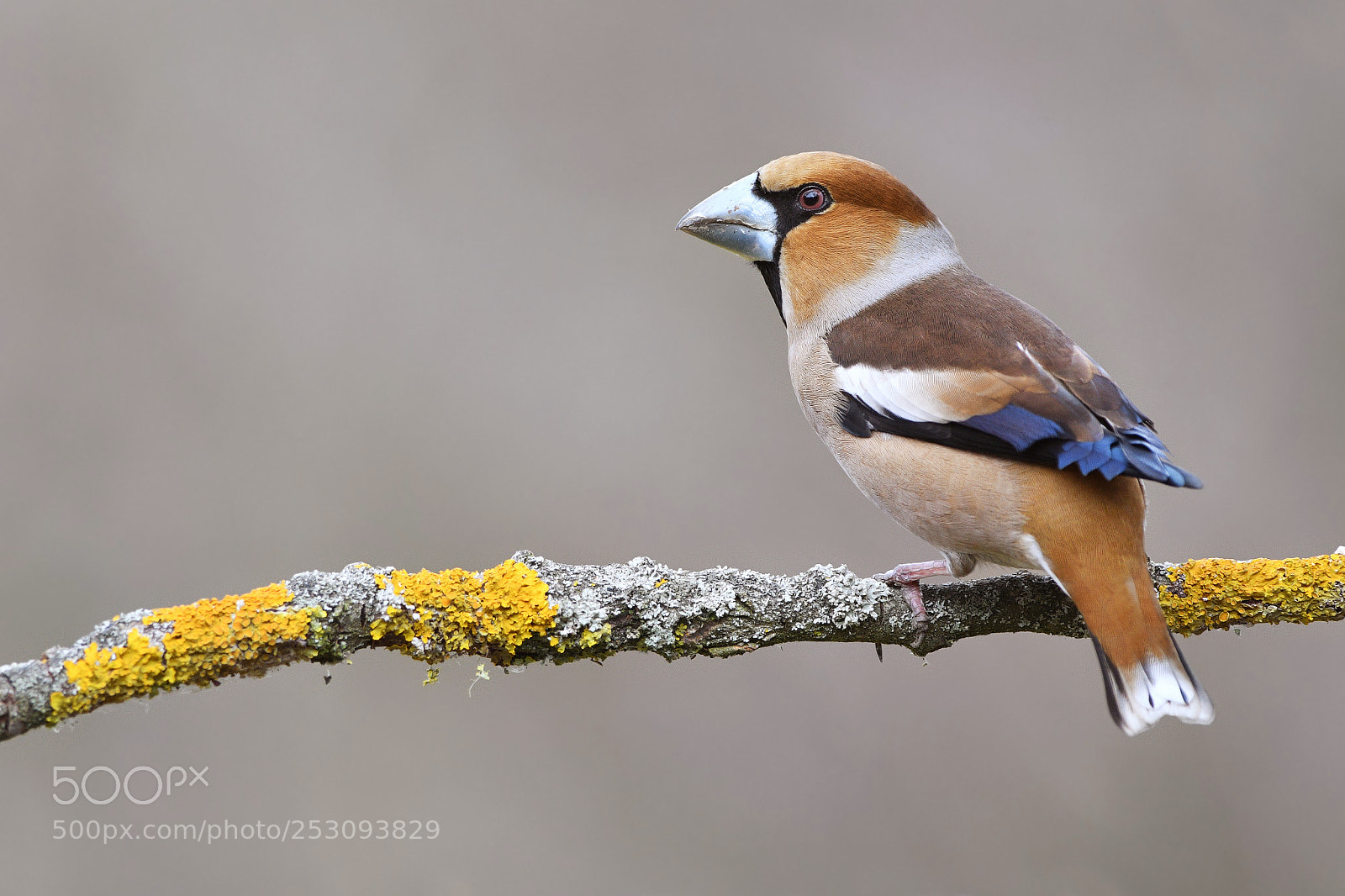 Nikon D500 sample photo. The hawfinch photography