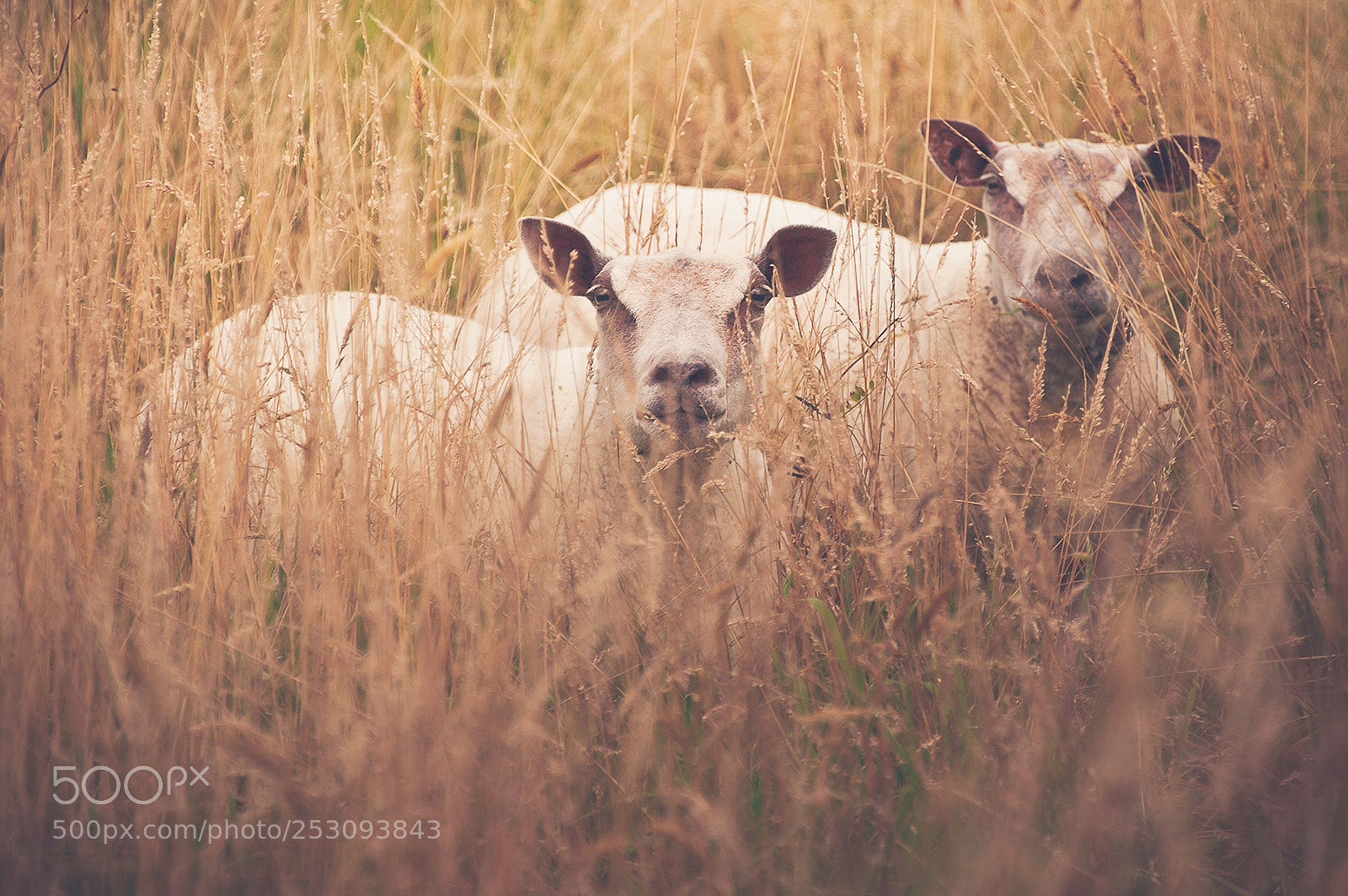 Nikon D700 sample photo. Playing hide and sheep photography