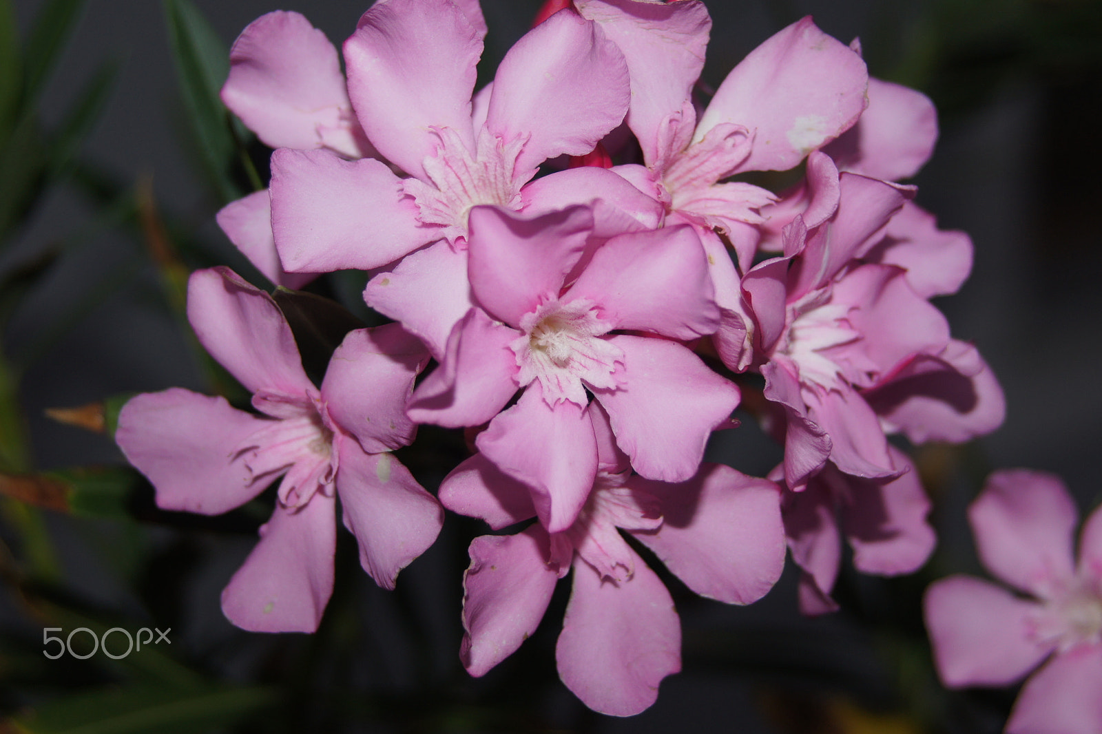 Sony Alpha DSLR-A500 sample photo. 2 oleander photography