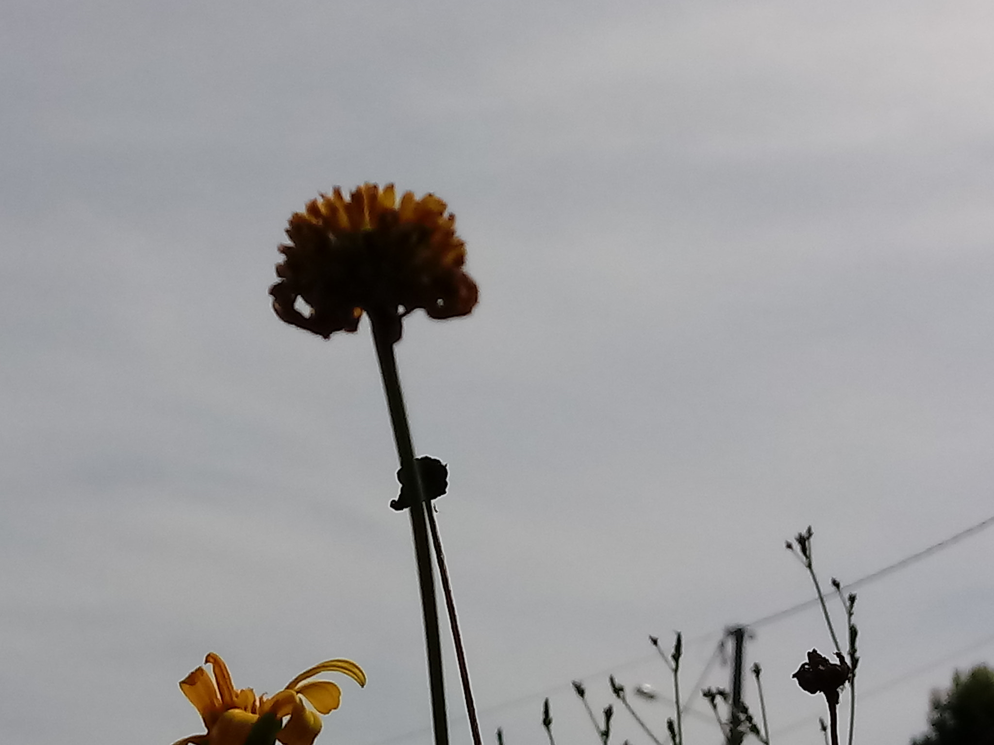 LG K10 (2017) sample photo