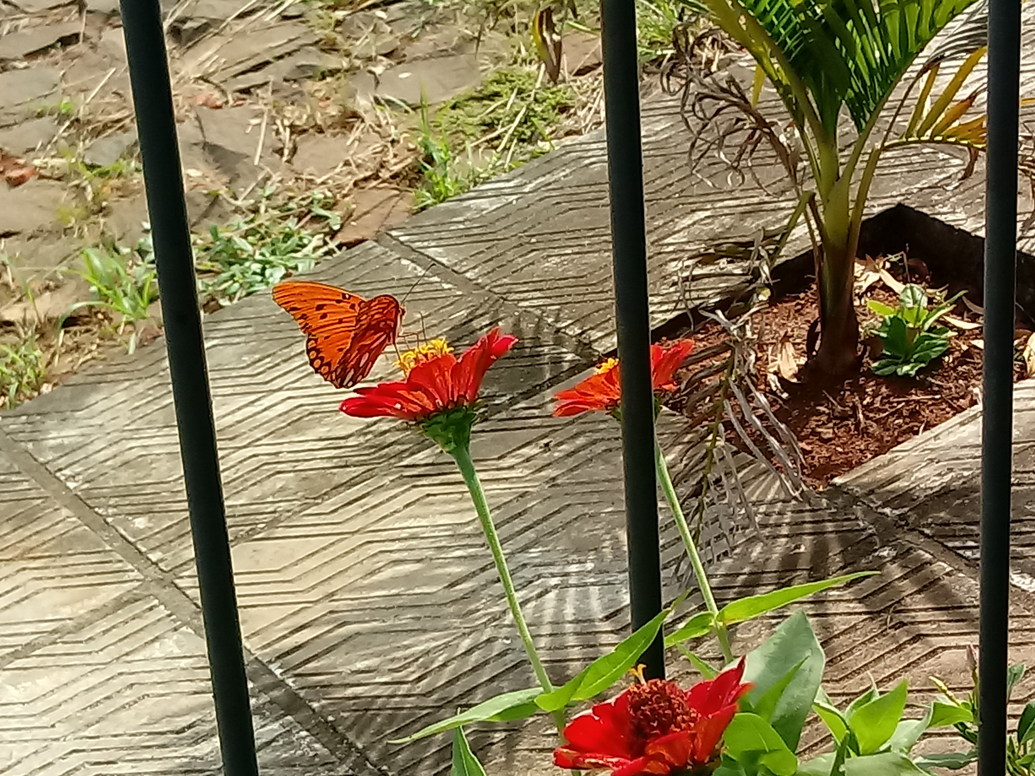 LG K10 (2017) sample photo