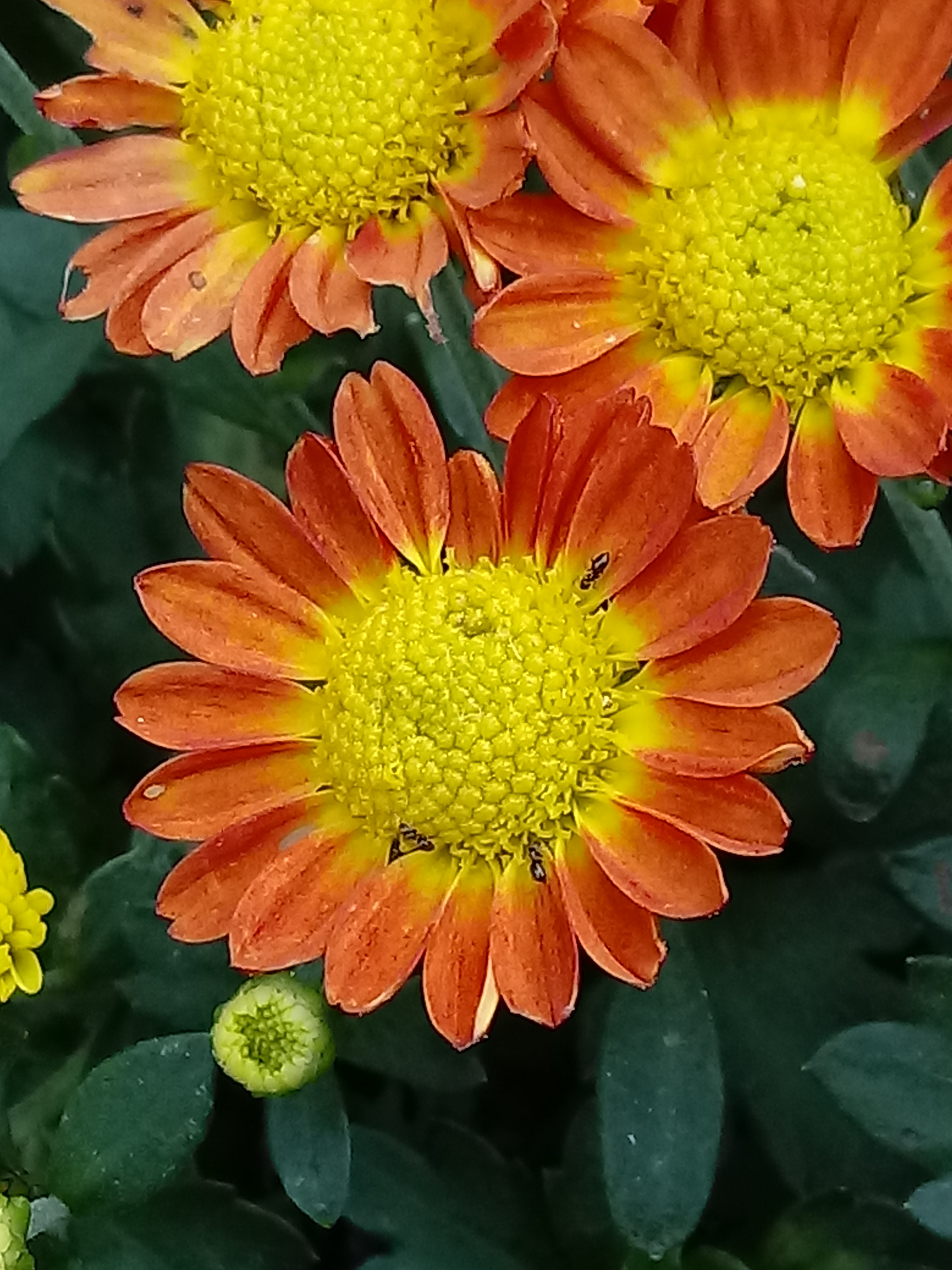 LG K10 (2017) sample photo