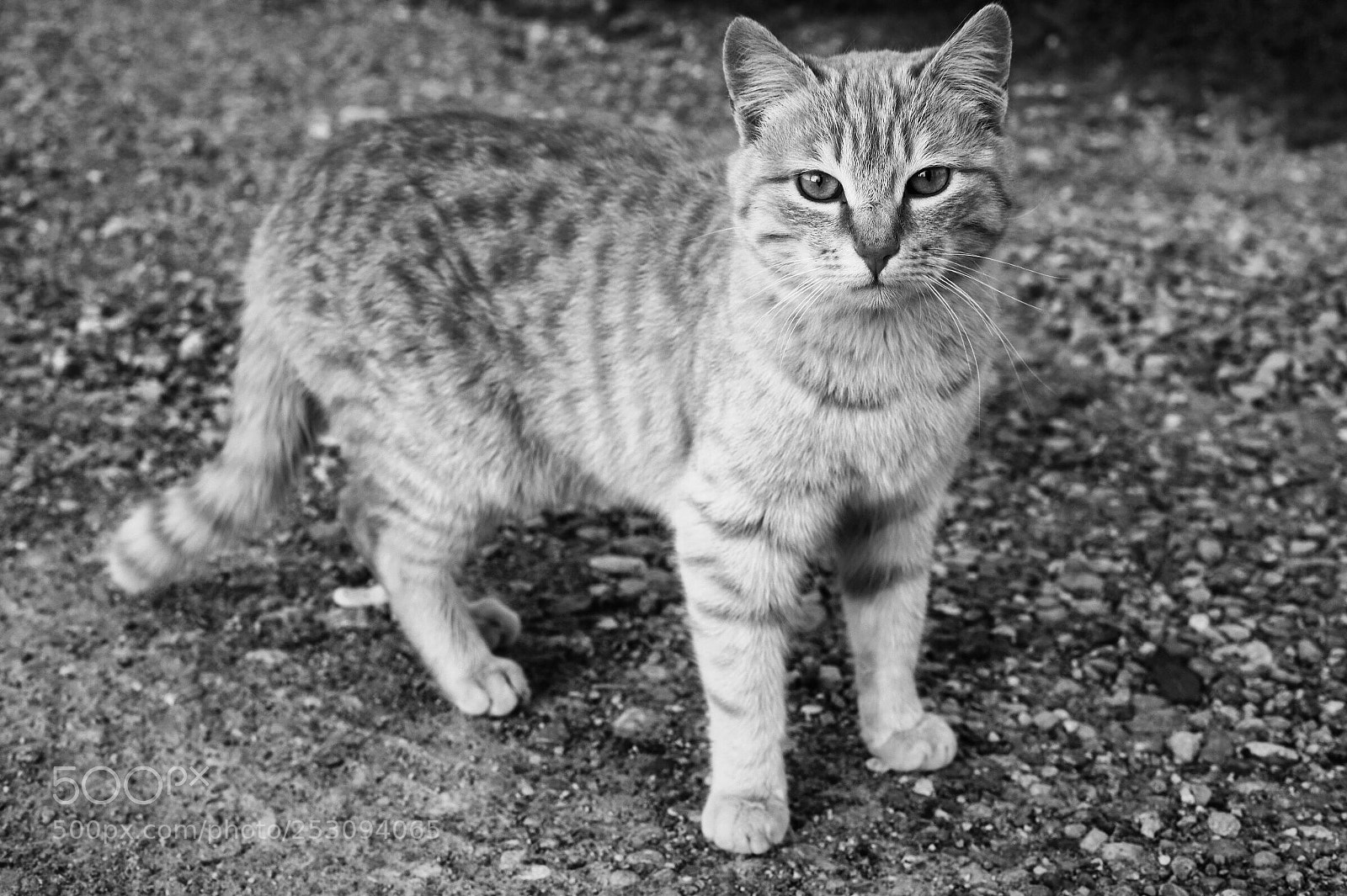 Canon EOS 6D Mark II sample photo. B&w  photography