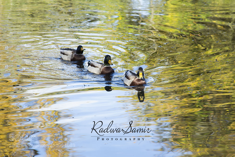 Canon EOS 700D (EOS Rebel T5i / EOS Kiss X7i) sample photo. Ducks in a row photography