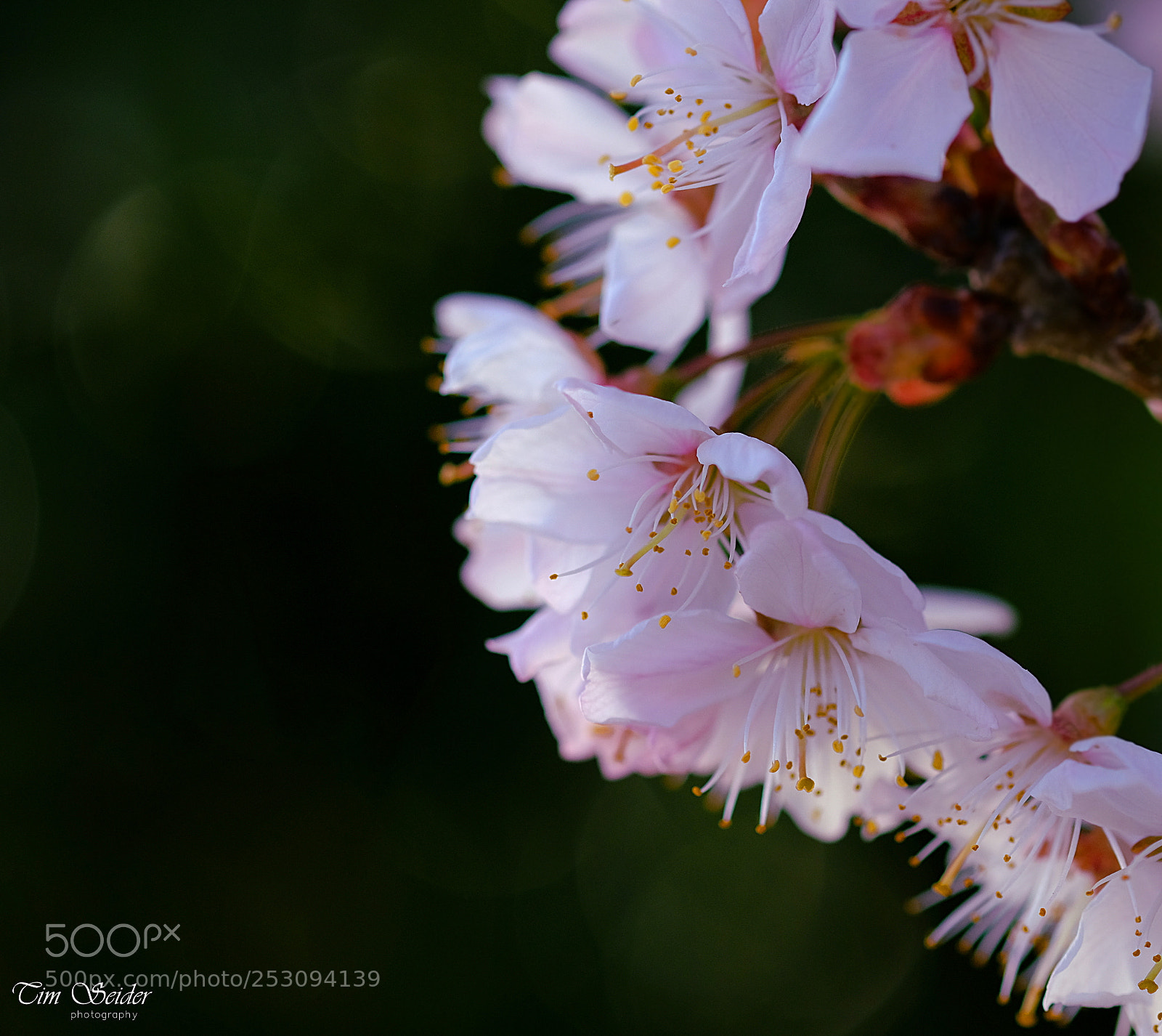 Fujifilm X-T20 sample photo. Cherry blossoms photography