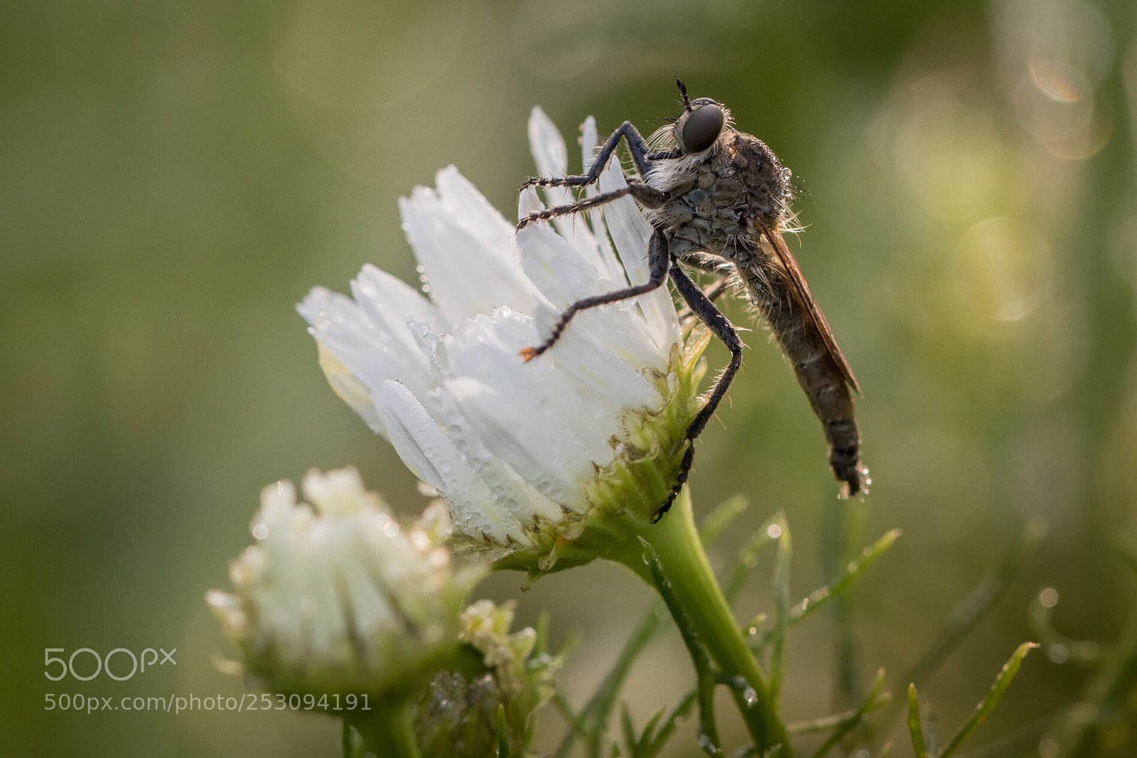 Canon EOS 7D Mark II sample photo. Robberfly photography