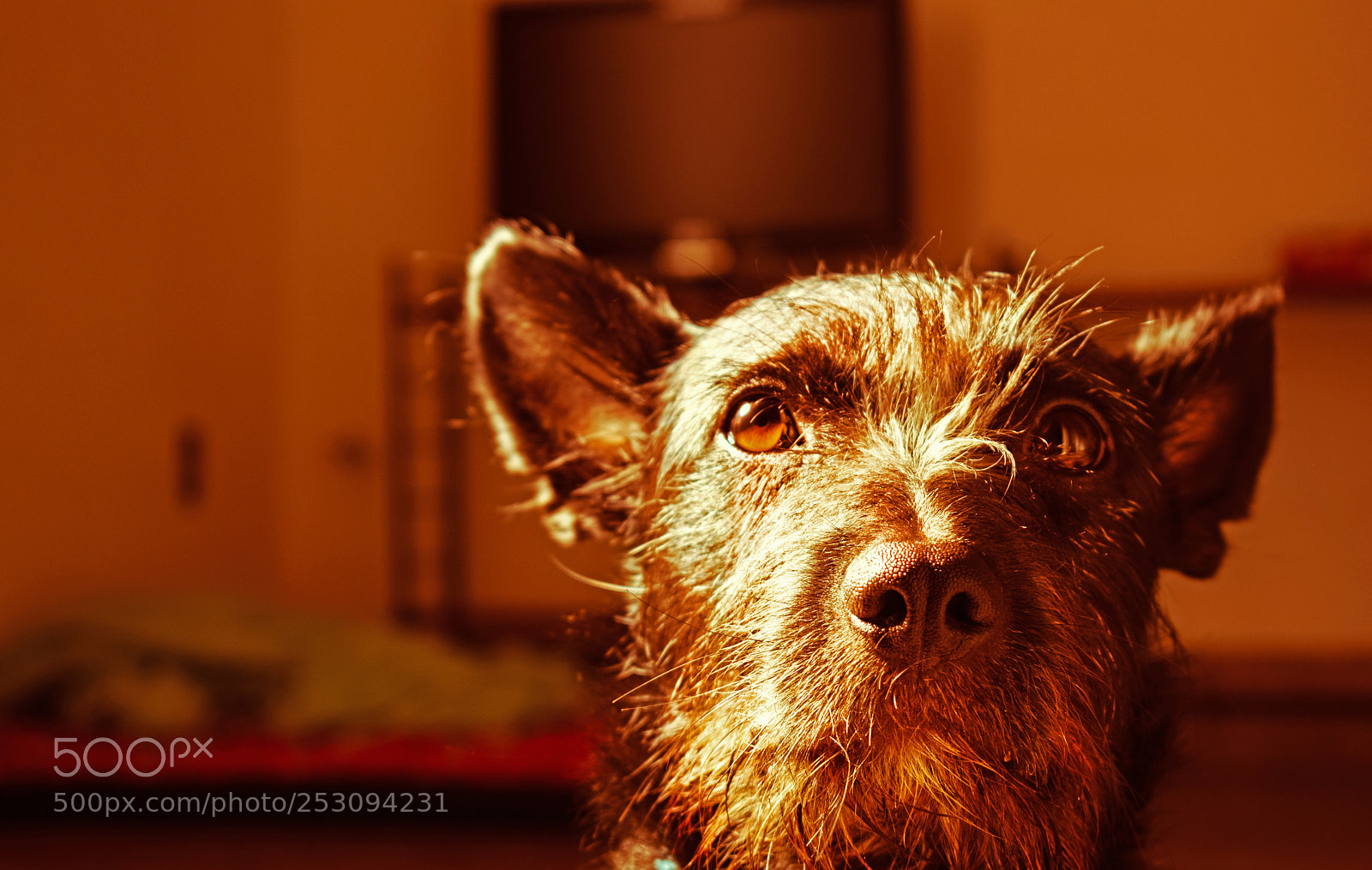 Nikon D5300 sample photo. Bed and tv photography