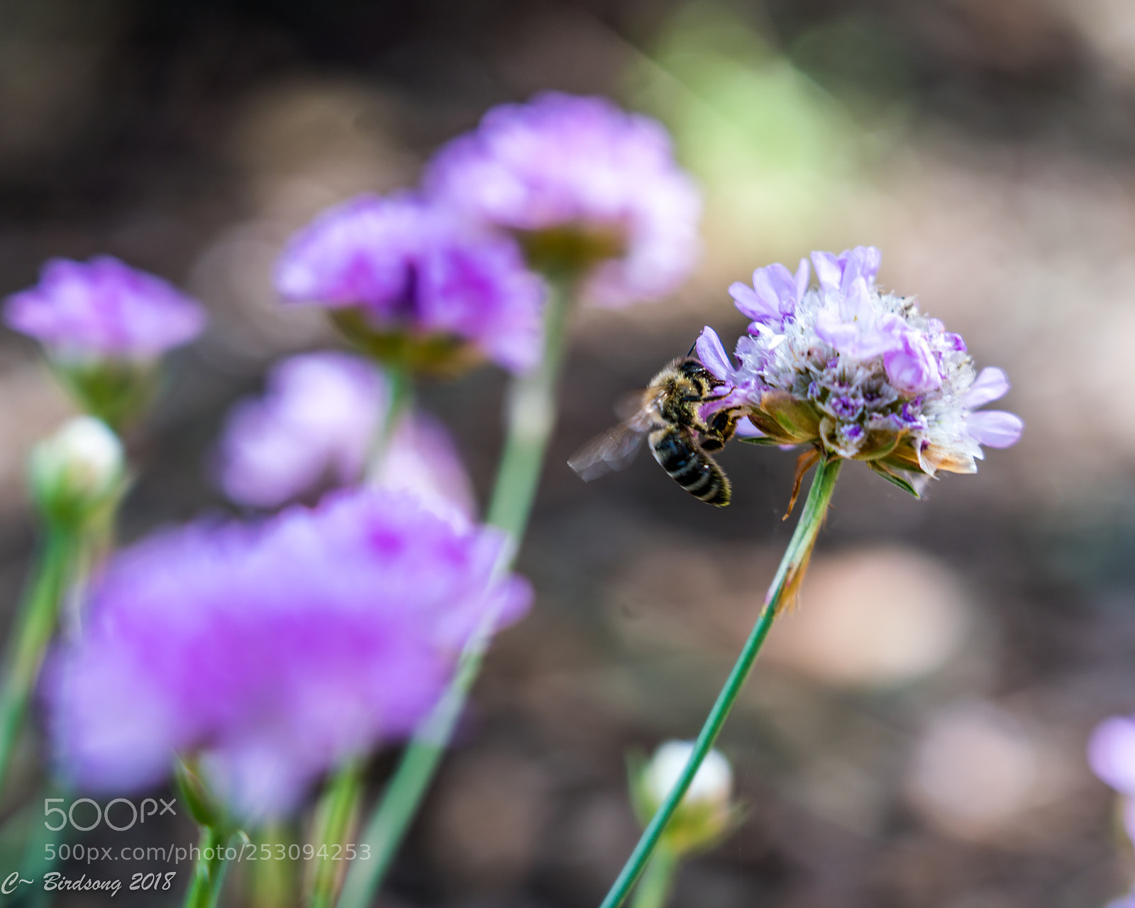 Sony a7R III sample photo. _0181623.jpg photography