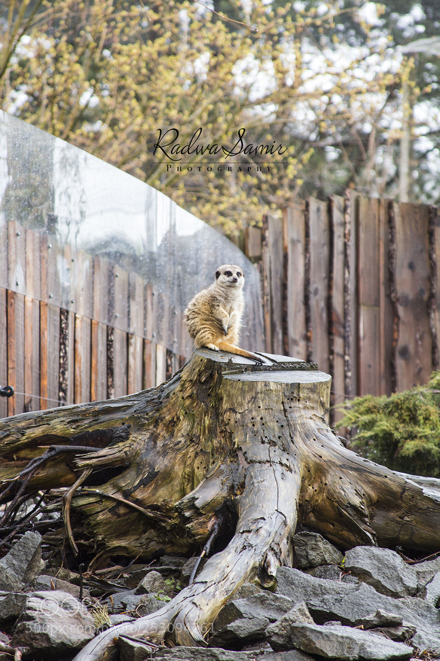 Canon EOS 700D (EOS Rebel T5i / EOS Kiss X7i) sample photo. Zoo photography