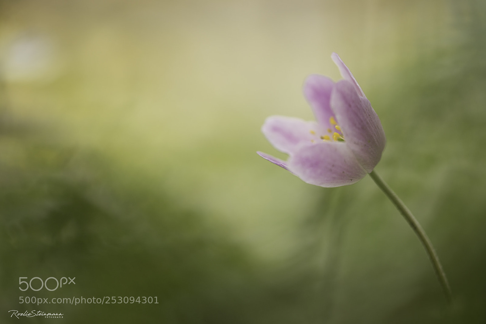 Canon EOS 6D Mark II sample photo. Pink romance photography
