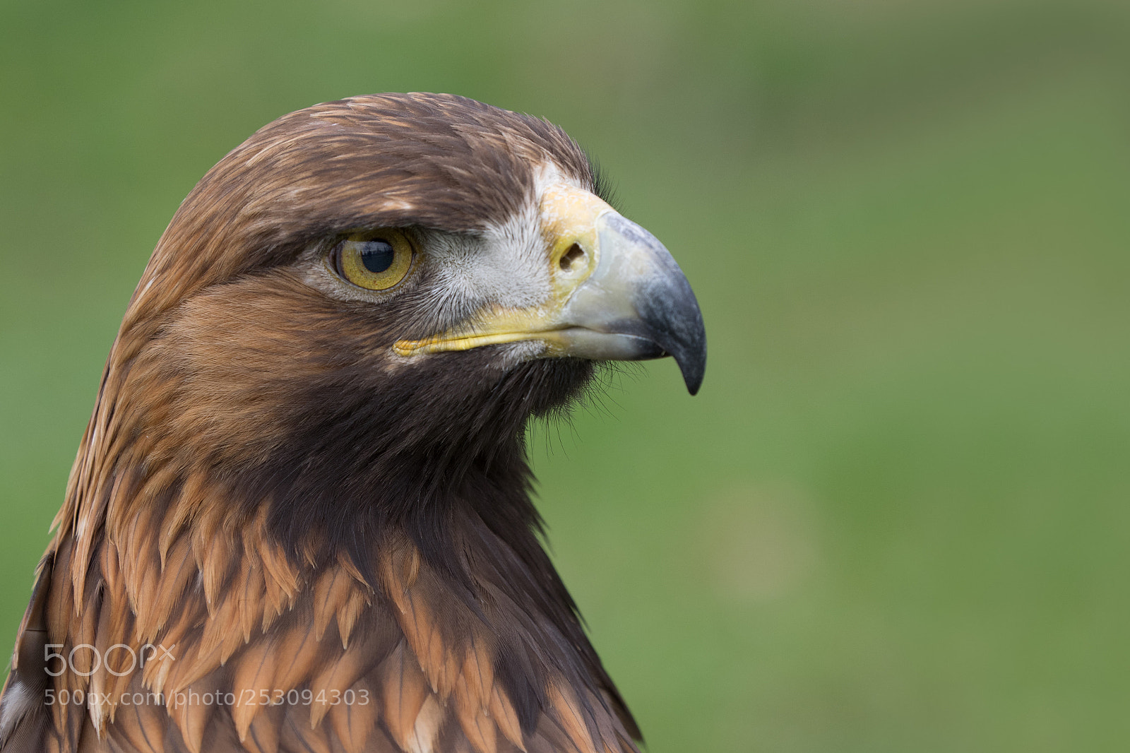 Olympus OM-D E-M1 sample photo. Steinadler.... photography