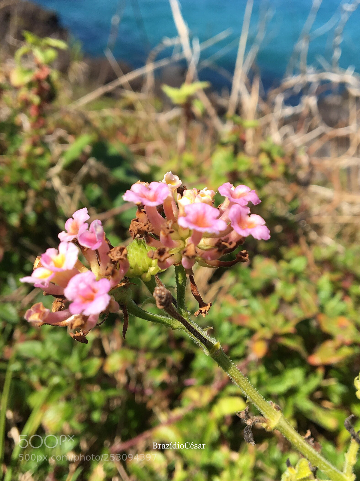 Apple iPhone 6s sample photo. Untitled photography