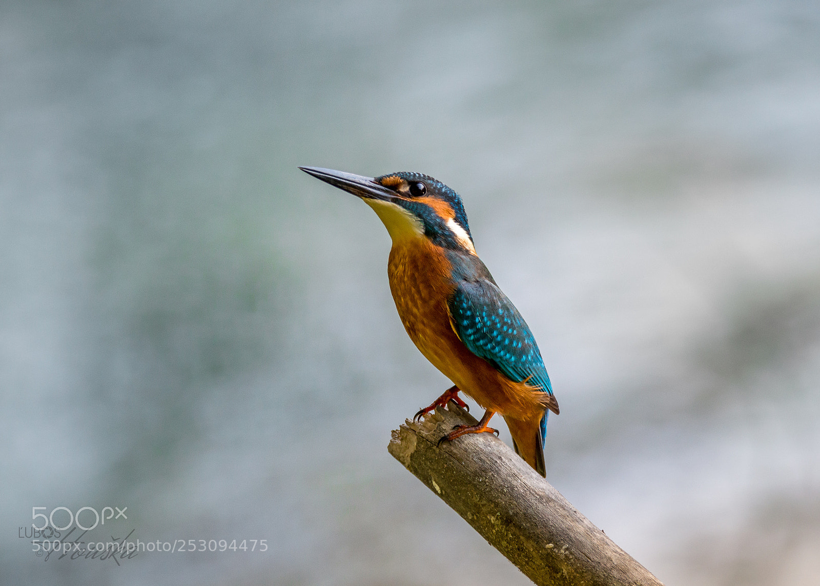 Nikon D3200 sample photo. The common kingfisher photography