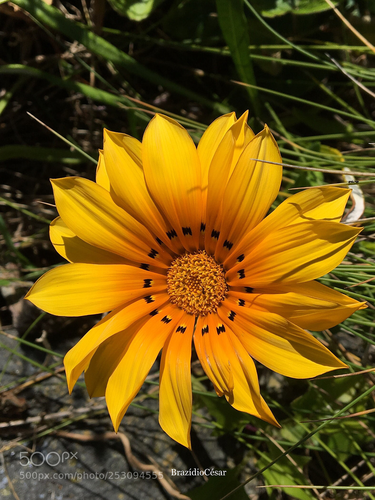 Apple iPhone 6s sample photo. Untitled photography