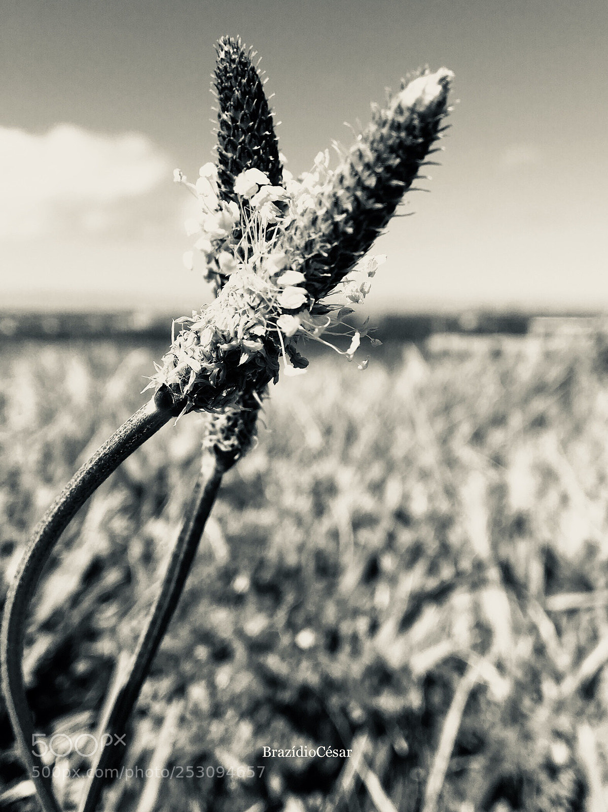 Apple iPhone 6s sample photo. Untitled photography