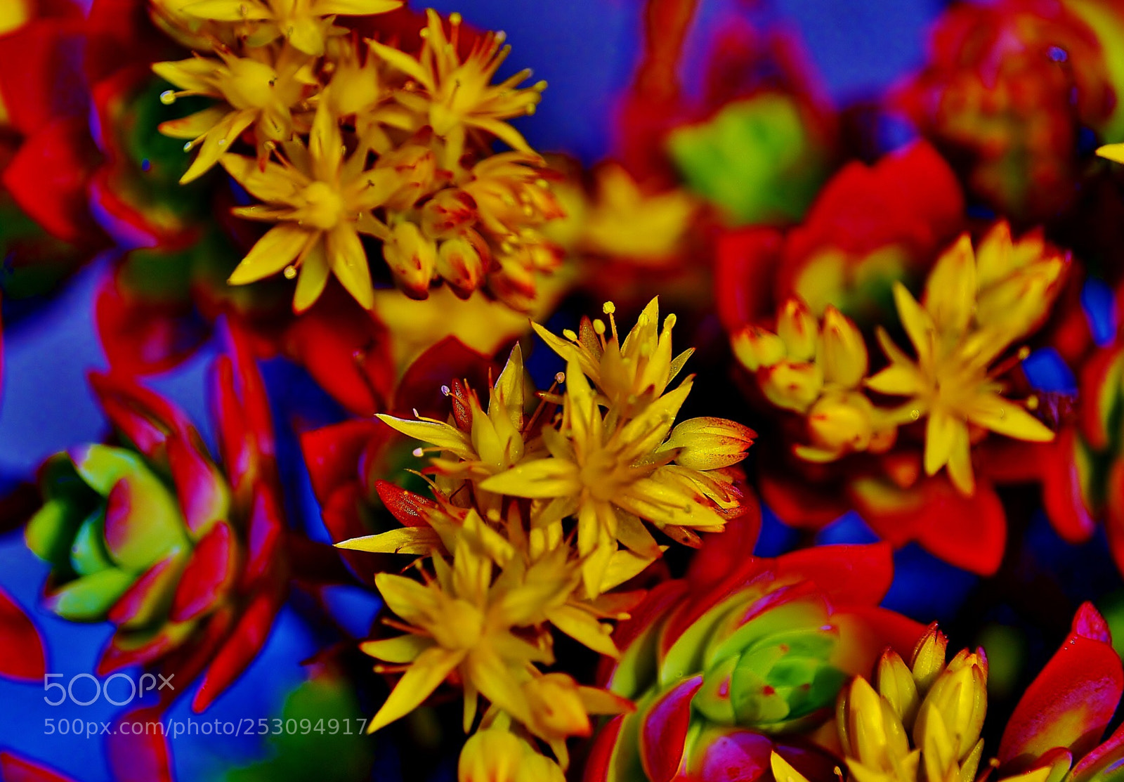 Nikon D7000 sample photo. Beauty of flower photography