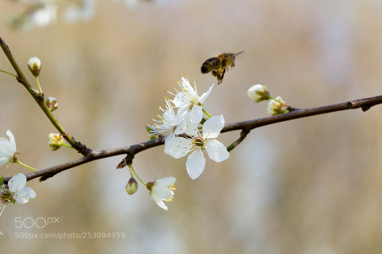 Canon EOS 60D sample photo. Frühling photography