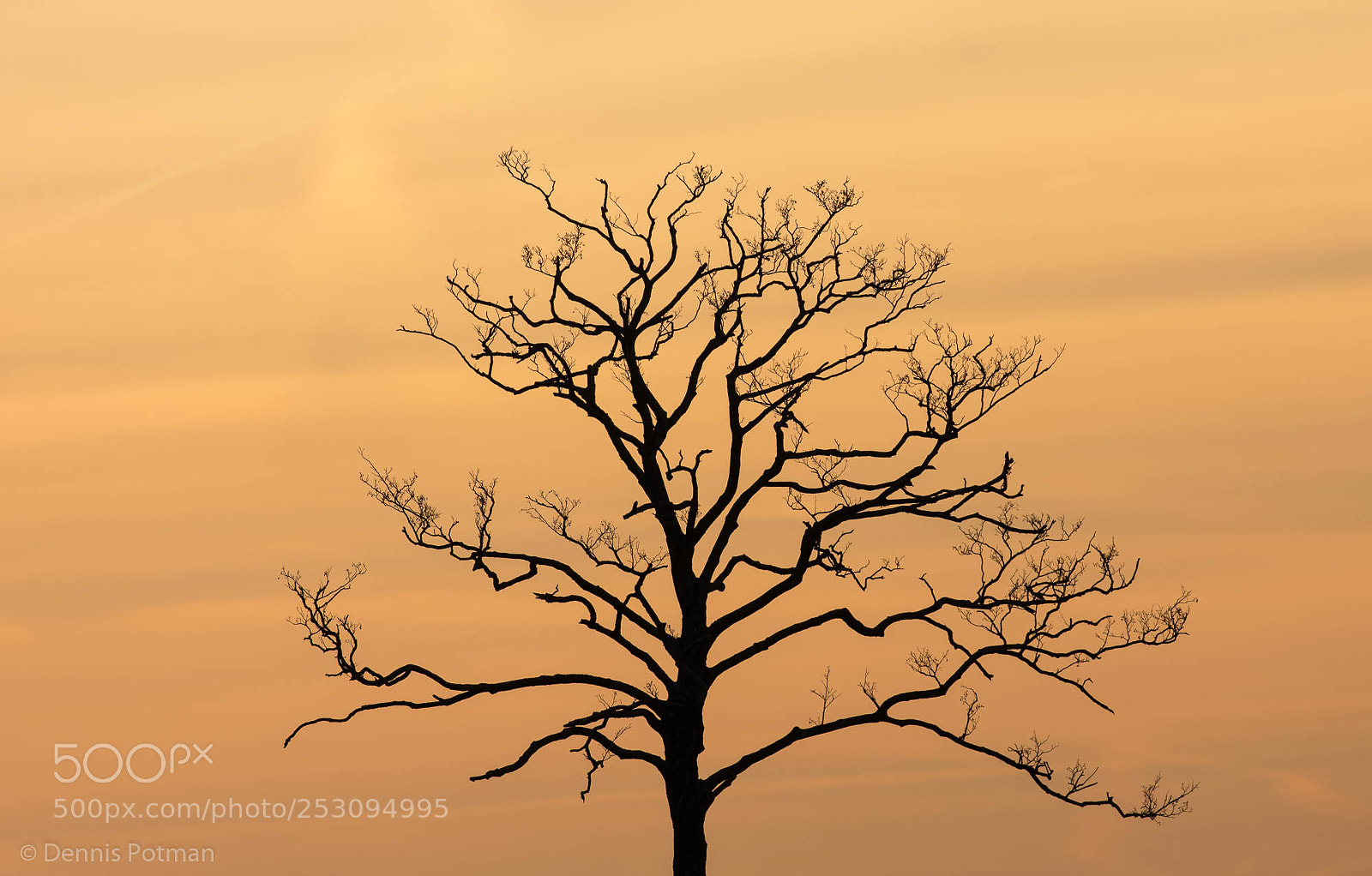Canon EOS 6D Mark II sample photo. Tree photography