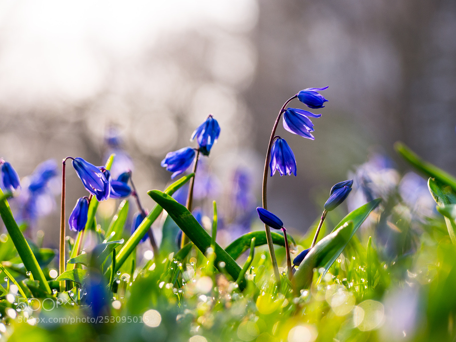 Olympus PEN E-PL5 sample photo. Pure spring photography