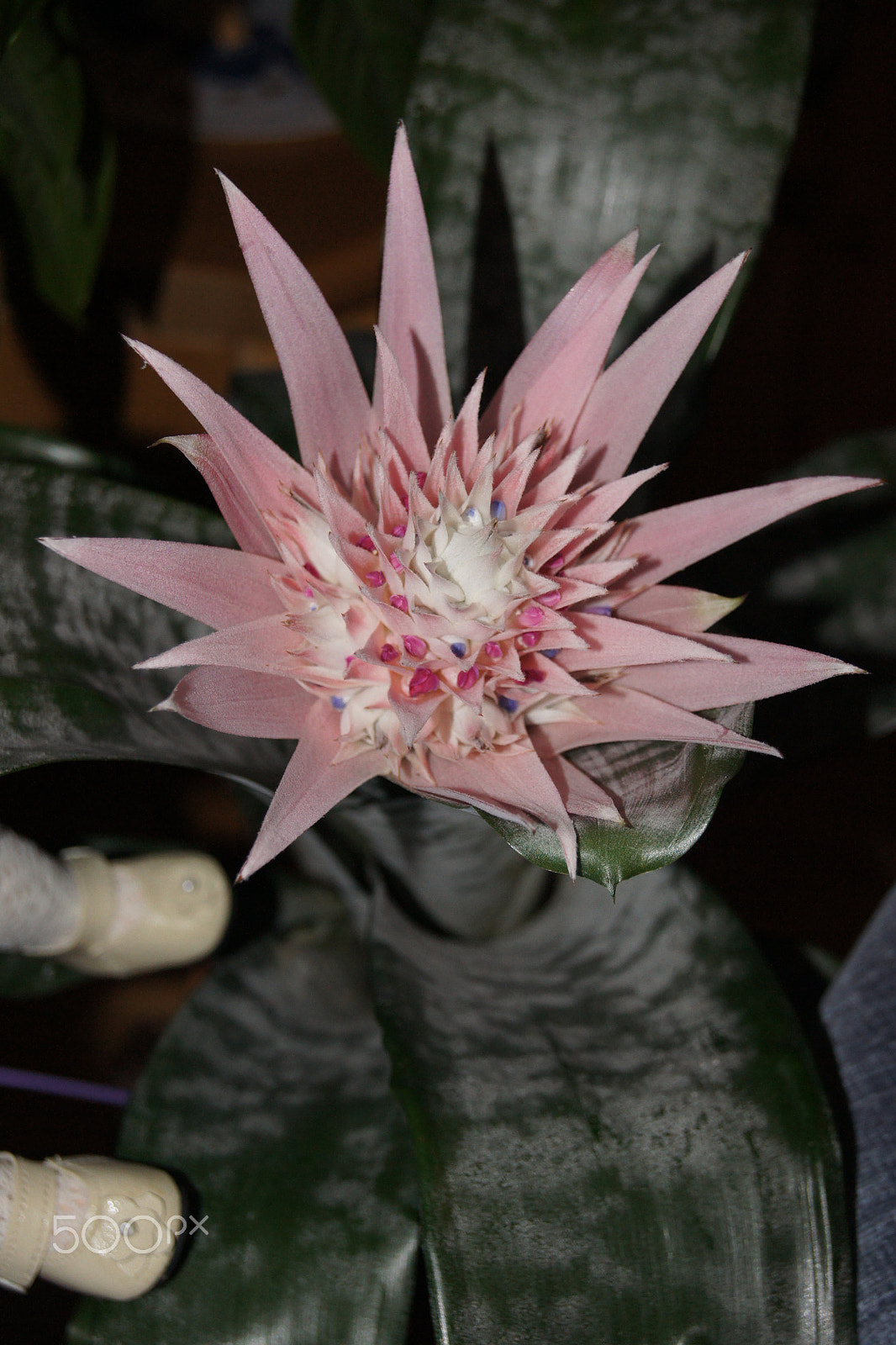 Sony Alpha DSLR-A500 sample photo. 3 aechmea photography