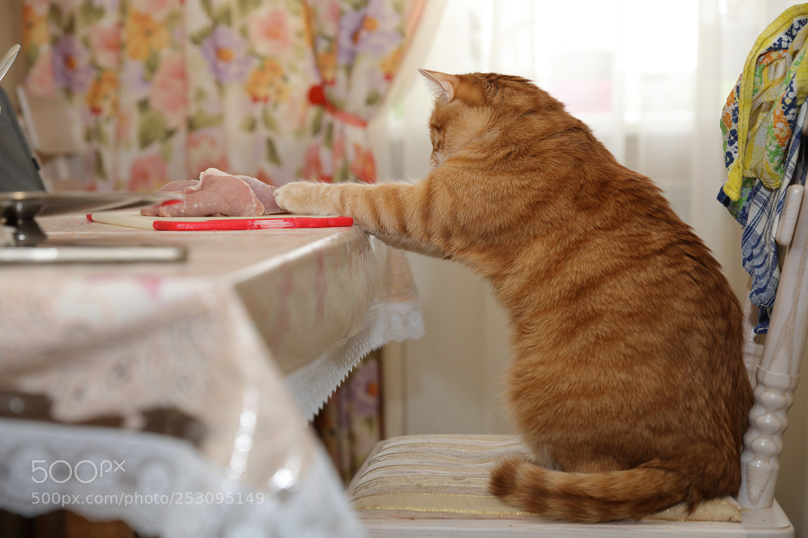 Canon EF 24-70mm F2.8L II USM sample photo. Stealing meat photography