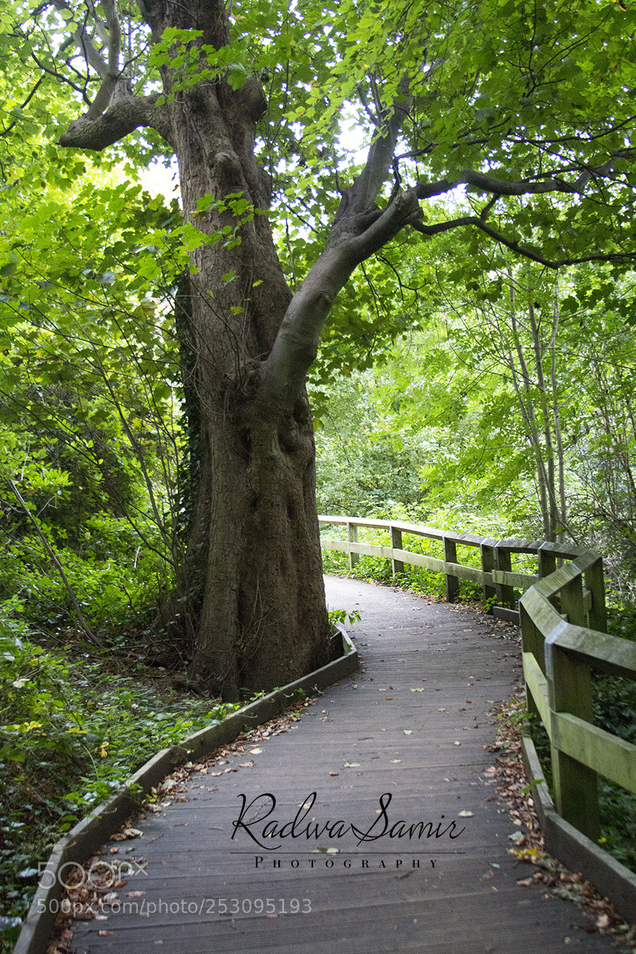 Canon EOS 700D (EOS Rebel T5i / EOS Kiss X7i) sample photo. Path photography