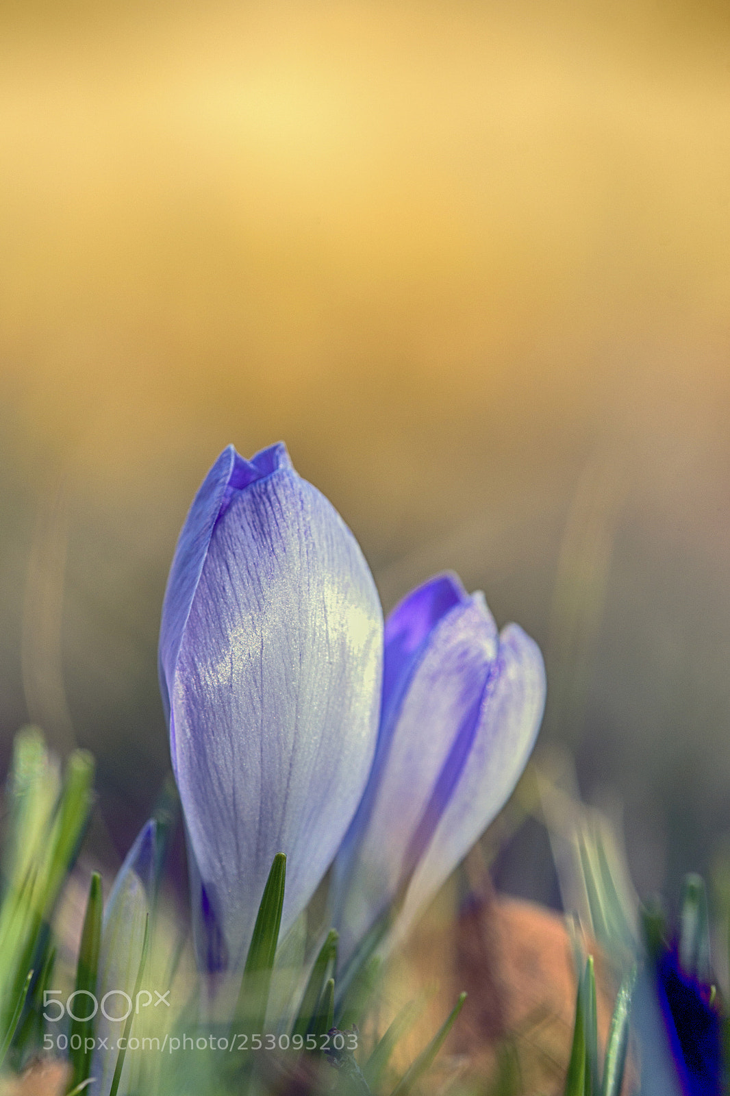 Sony SLT-A99V sample photo. From the flowers' life photography