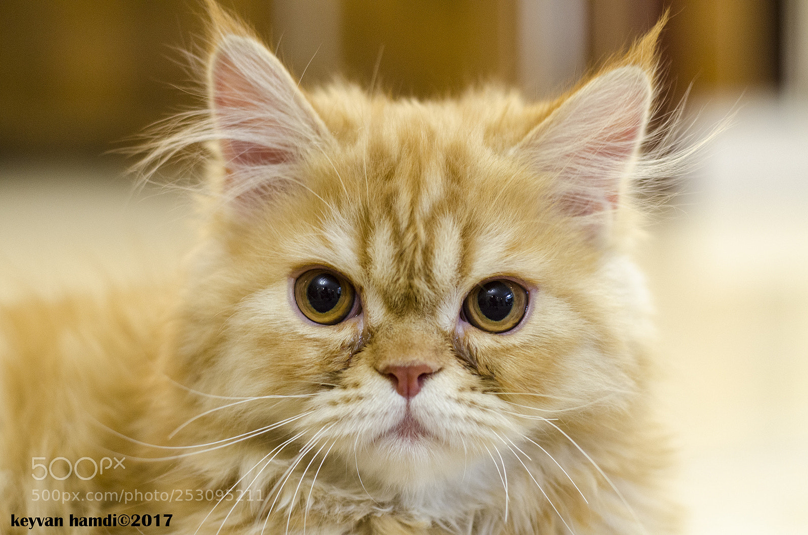 Nikon D7000 sample photo. Persian cat photography