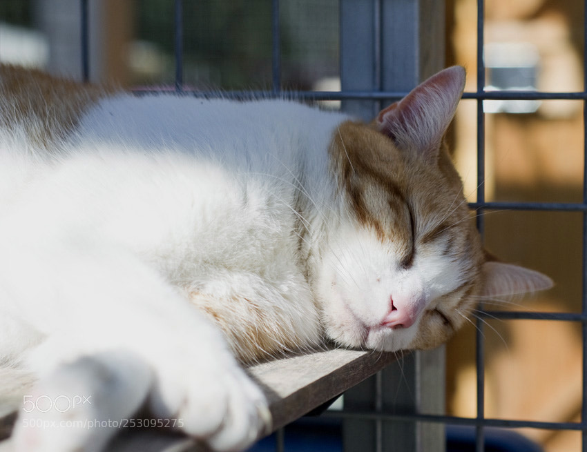 Nikon D3100 sample photo. Untitled photography